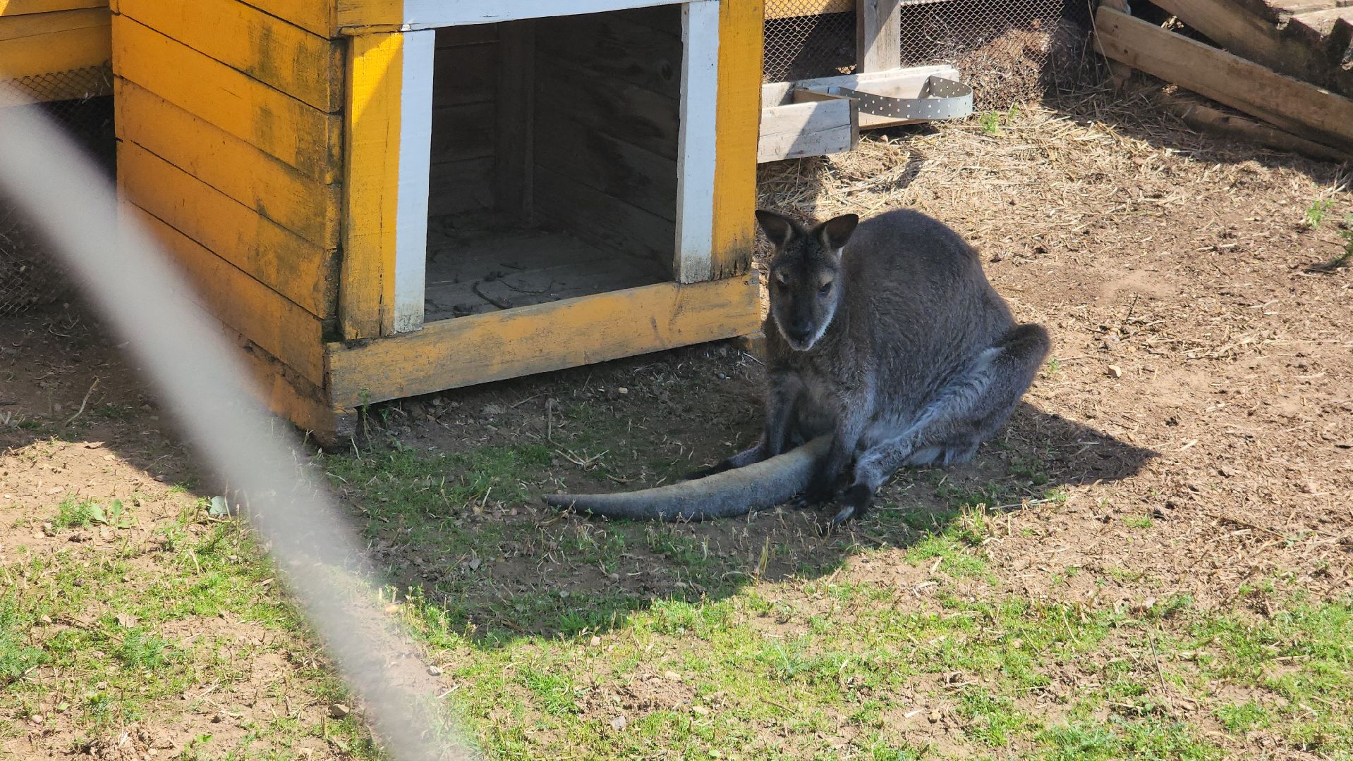 Истра, Кенгуру, Зоопарк,