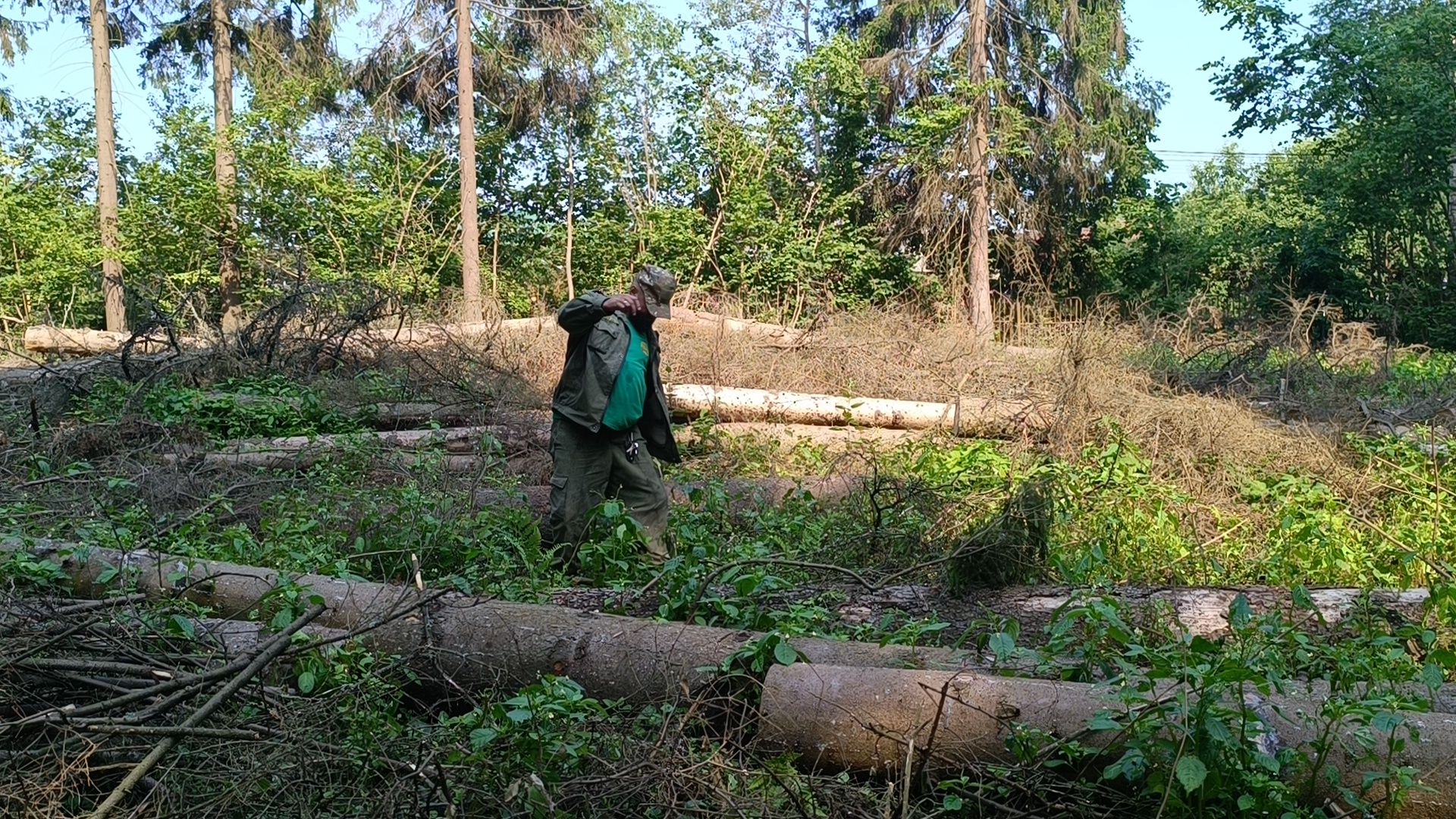 лес, экология, лобня,