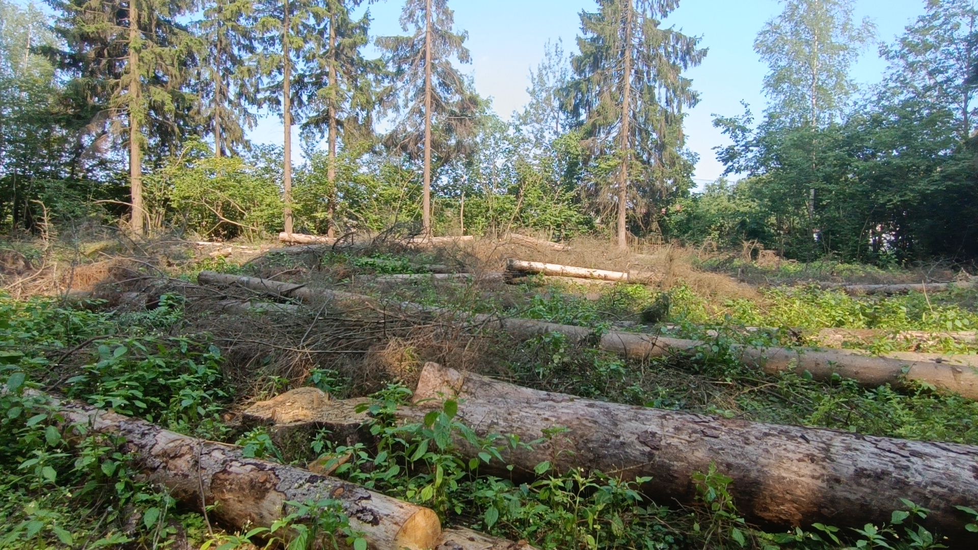 лес, экология, лобня,