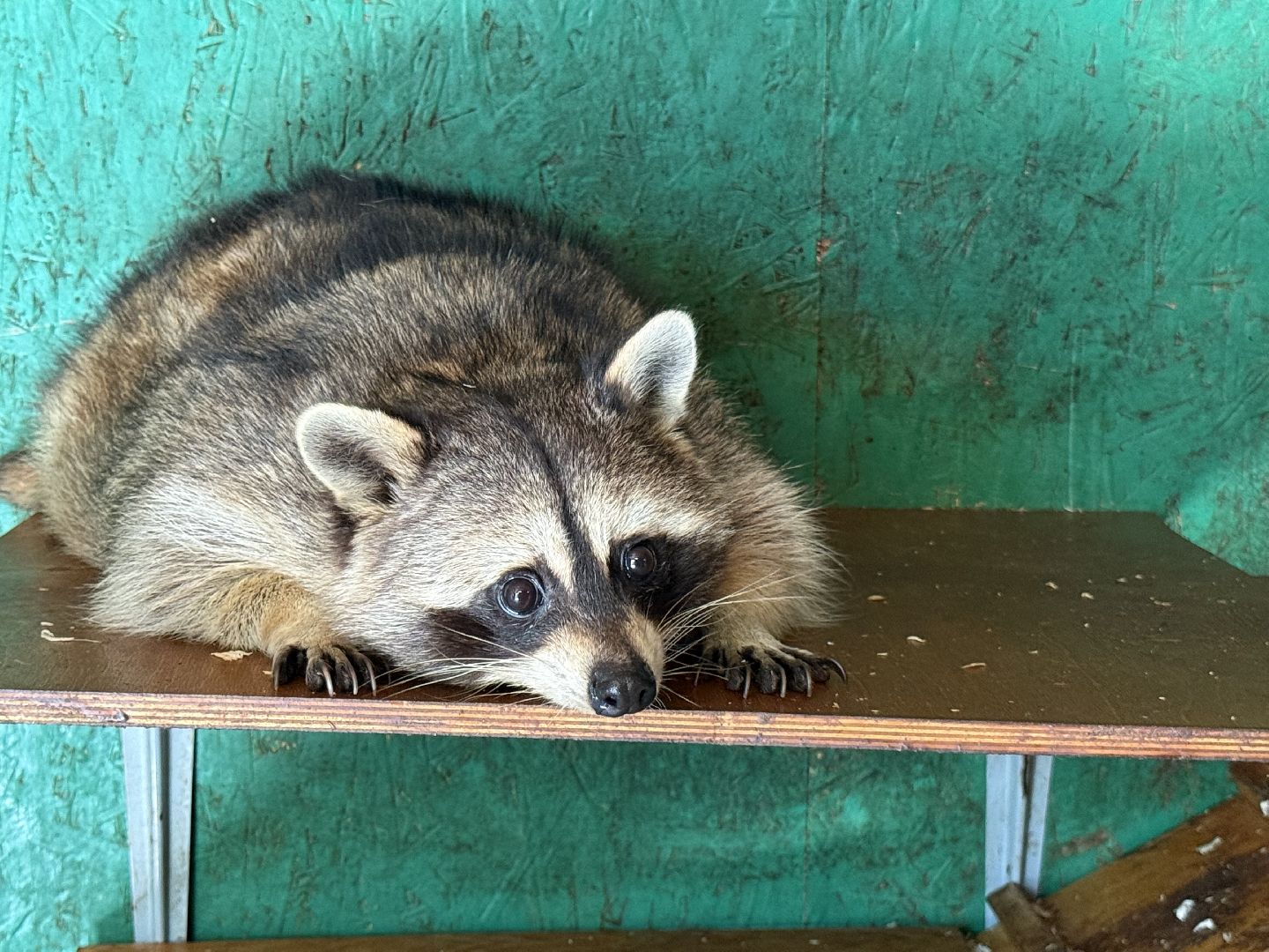 люберцы, Парк, досуг для детей, животные, Зоопарк,