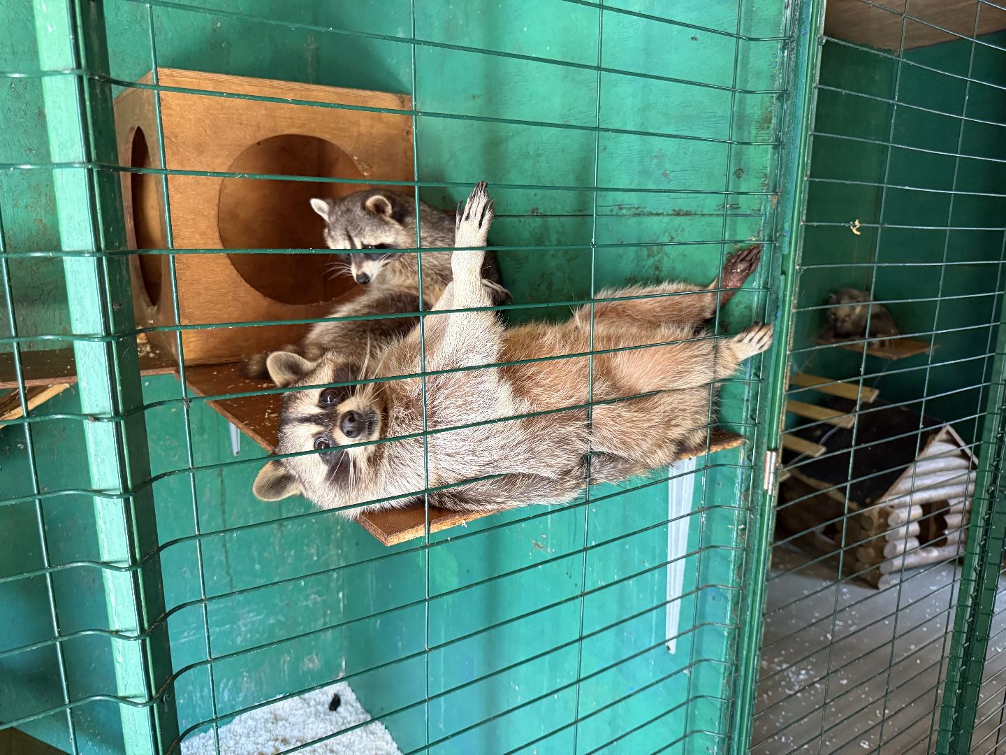 люберцы, Парк, досуг для детей, животные, Зоопарк,