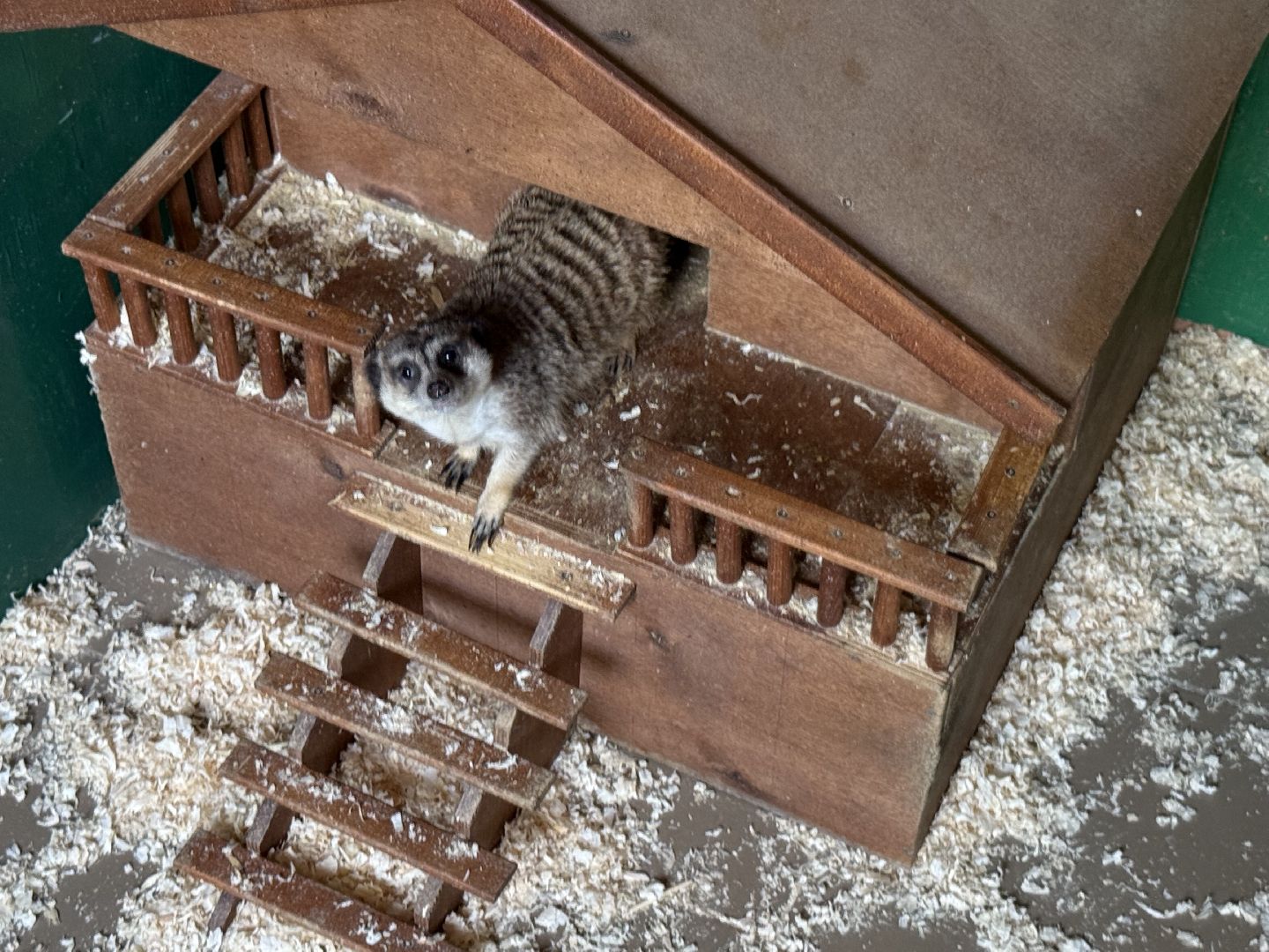 люберцы, Парк, досуг для детей, животные, Зоопарк,