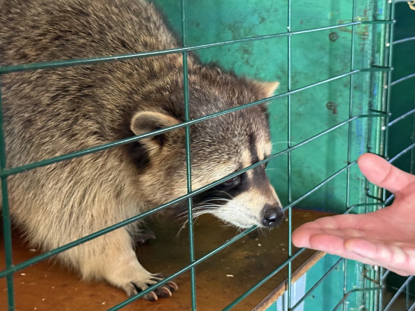 люберцы, Парк, досуг для детей, животные, Зоопарк,