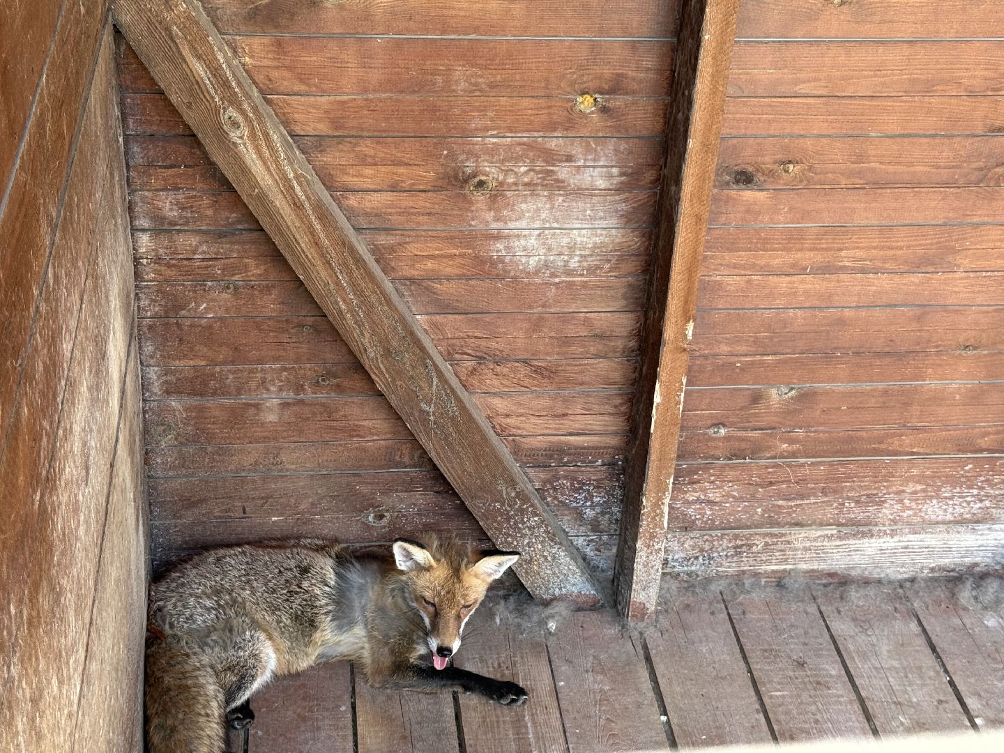 люберцы, Парк, досуг для детей, животные, Зоопарк,