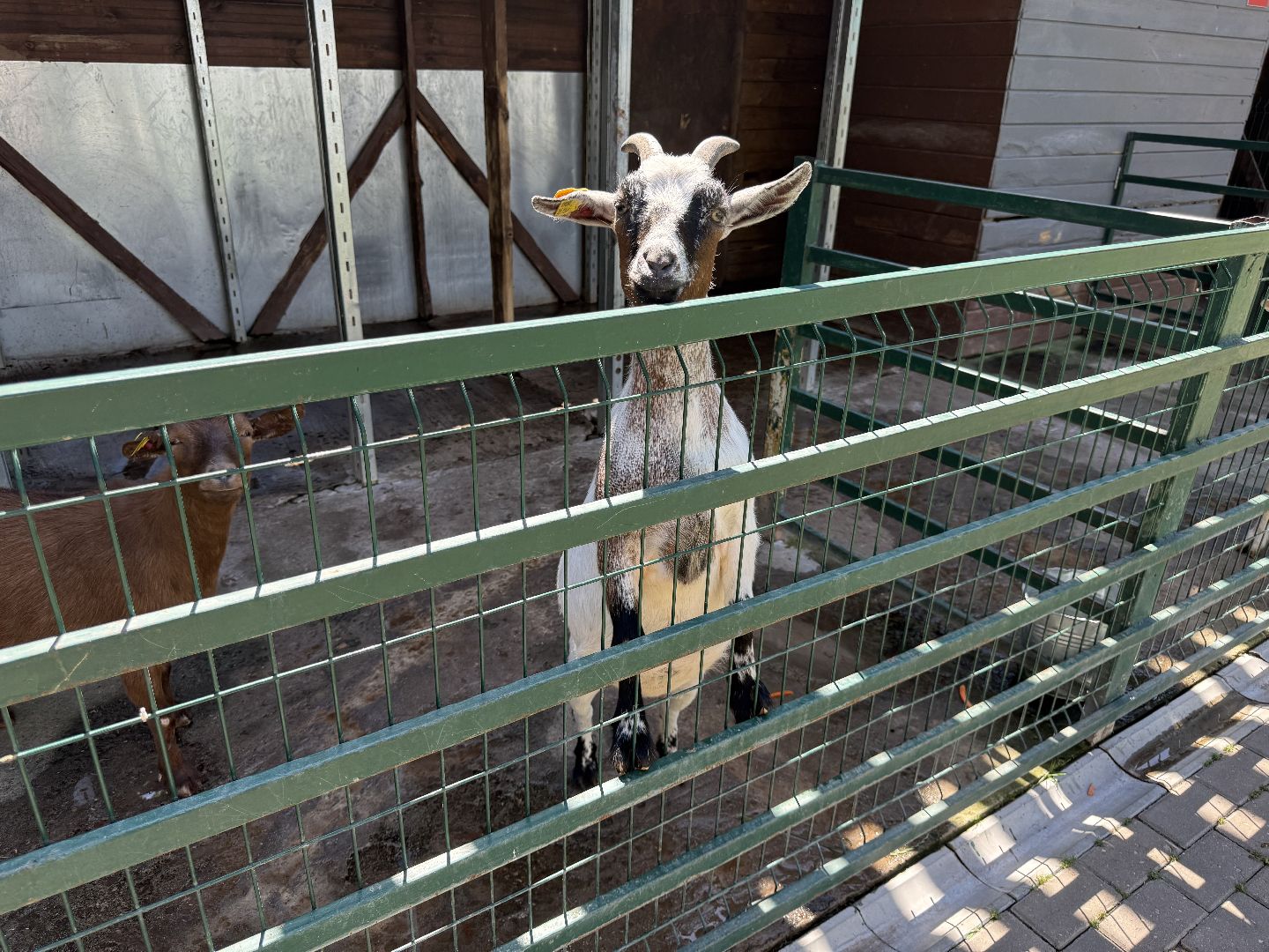 люберцы, Парк, досуг для детей, животные, Зоопарк,