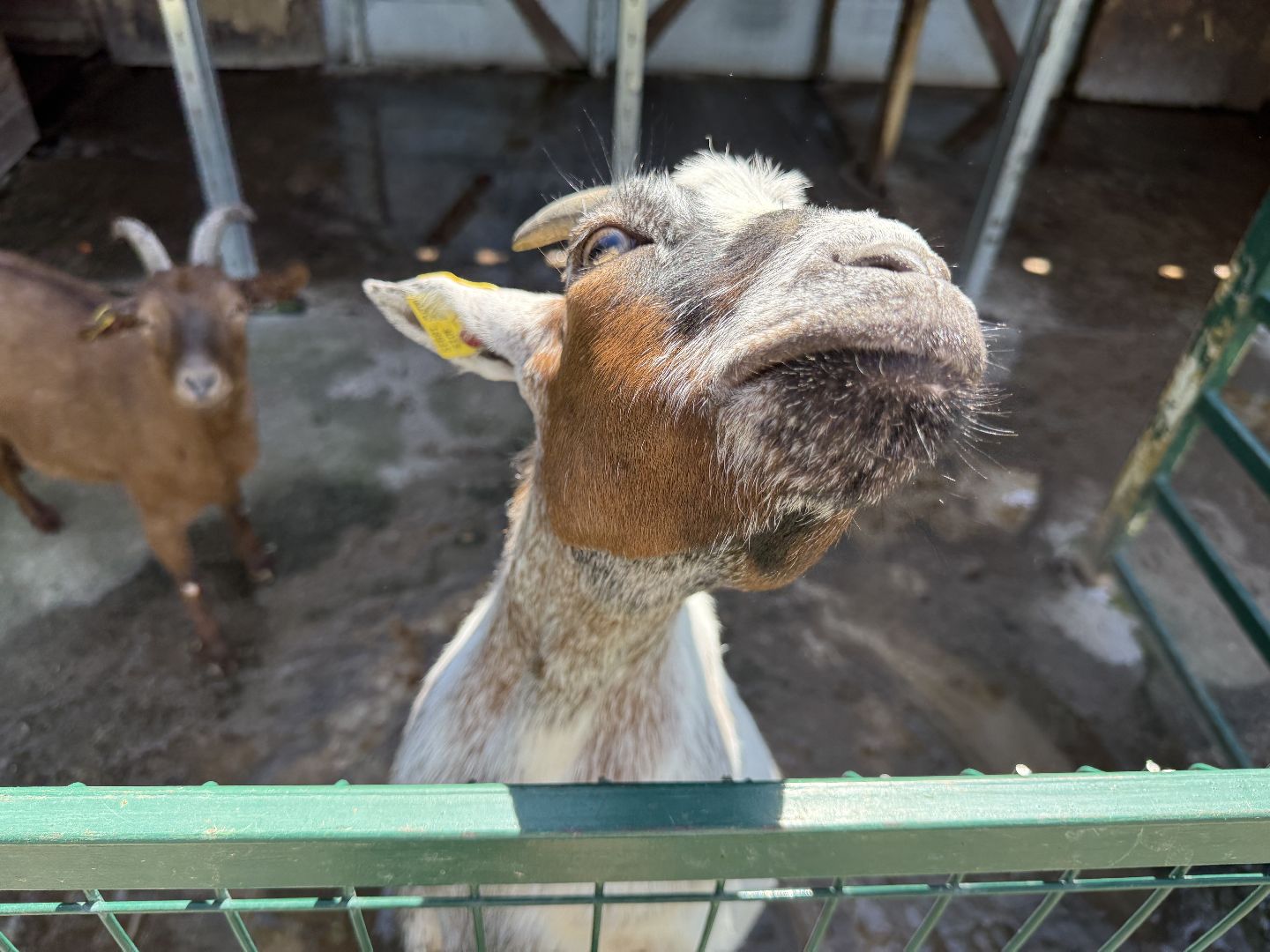 люберцы, Парк, досуг для детей, животные, Зоопарк,