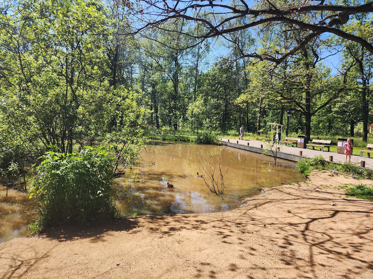 фрязино, лесопарк, благоустройство, очистка пруда,