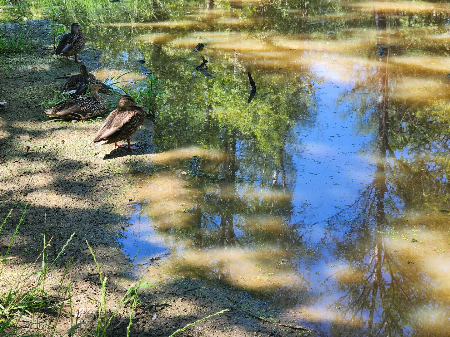фрязино, лесопарк, благоустройство, очистка пруда,