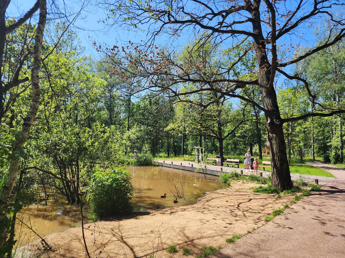 фрязино, лесопарк, благоустройство, очистка пруда,