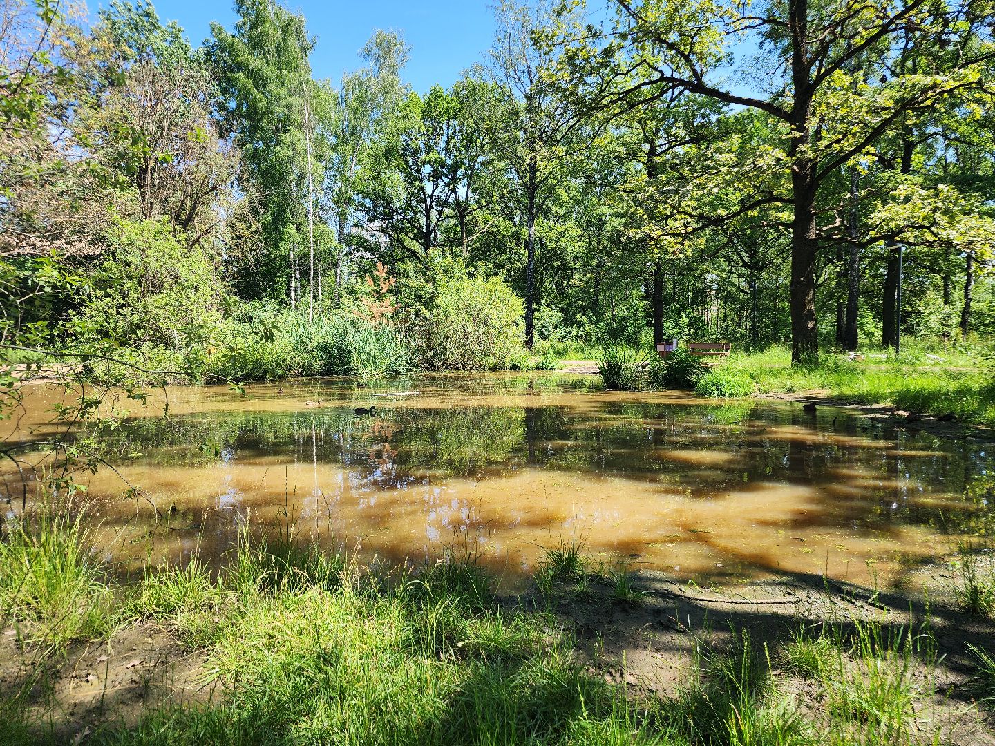 фрязино, лесопарк, благоустройство, очистка пруда,