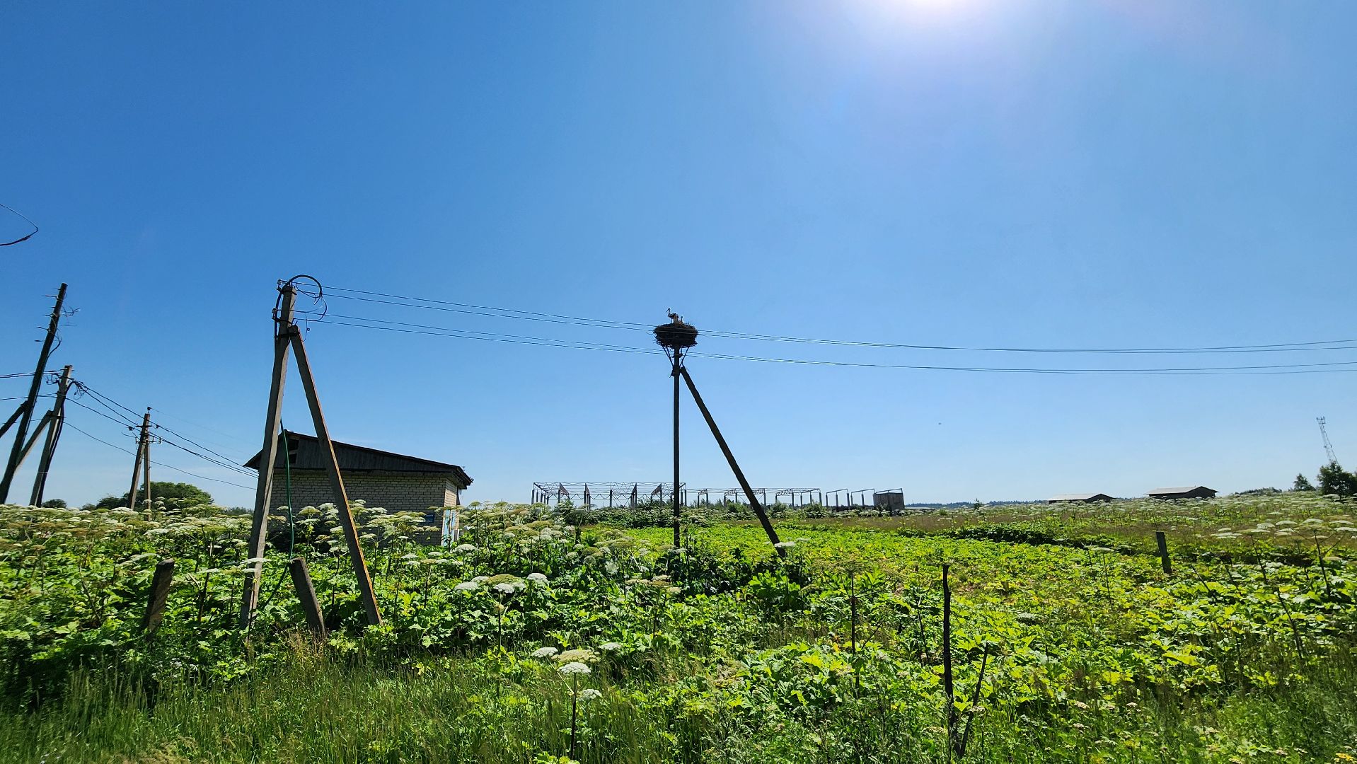 руза, аисты, экология, лыщиково, птенцы аистов,
