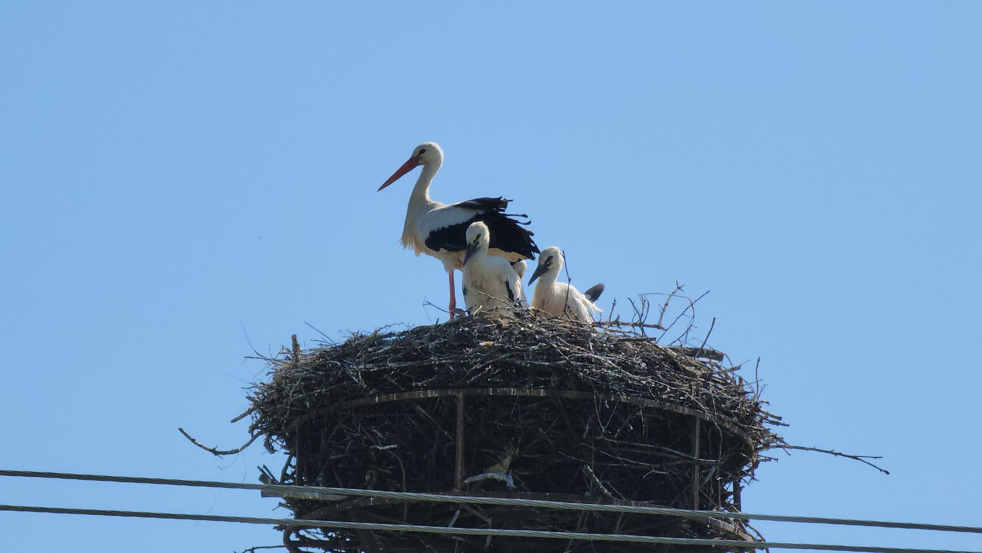 руза, аисты, экология, лыщиково, птенцы аистов,