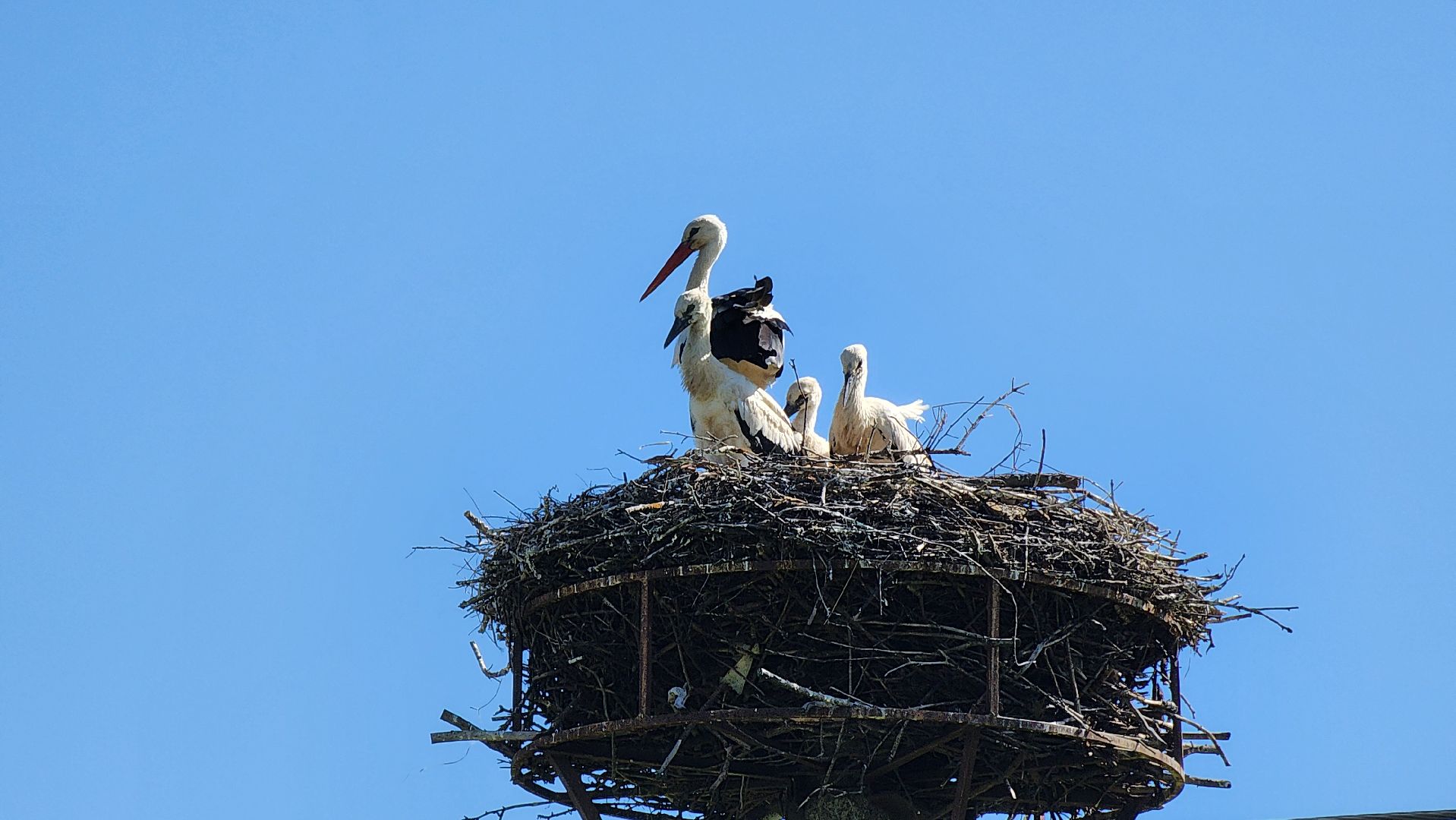 руза, аисты, экология, лыщиково, птенцы аистов,