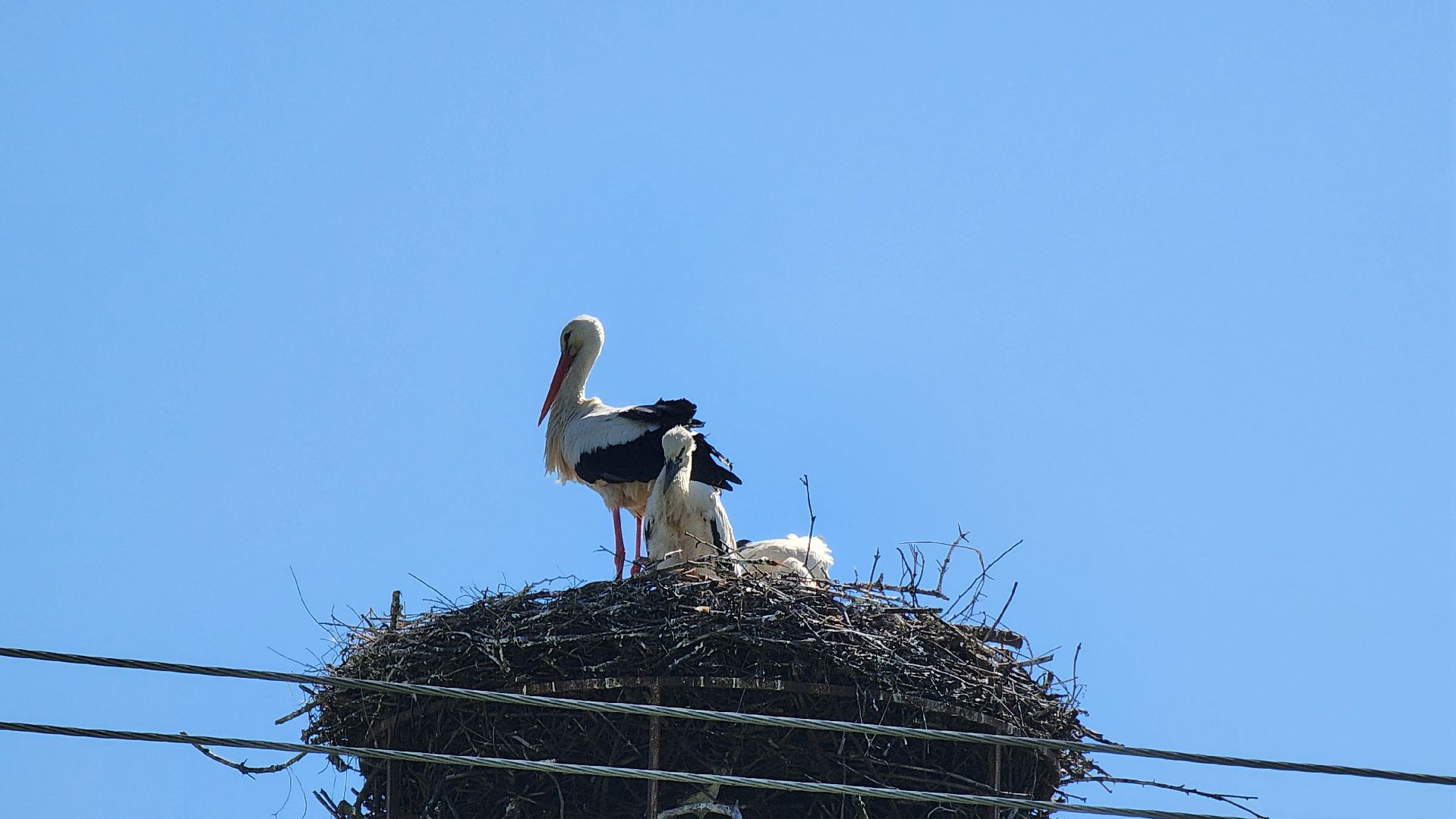 руза, аисты, экология, лыщиково, птенцы аистов,