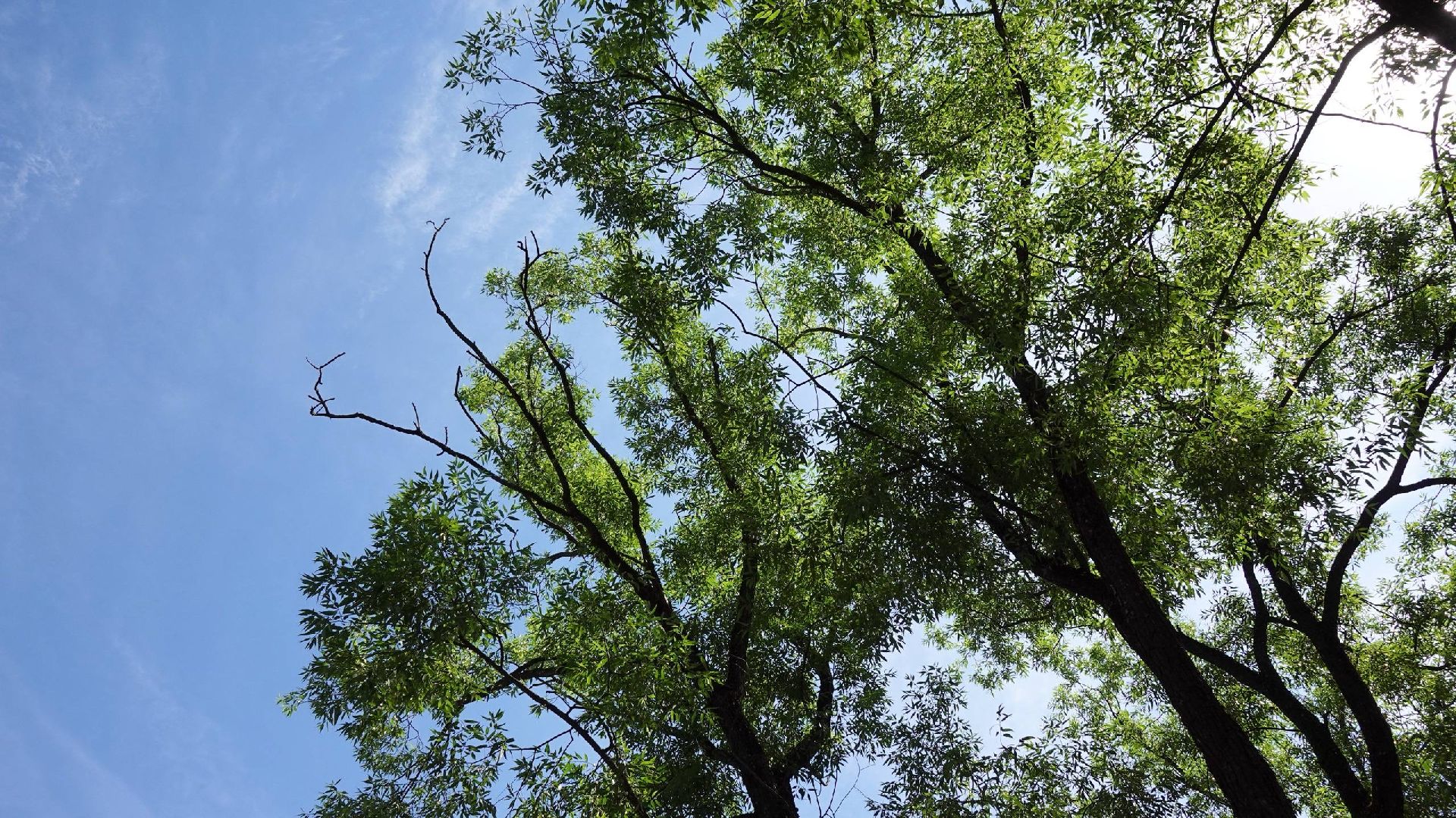 благоустройство, сергиев посад, сергиево-посадский городской округ, природа,