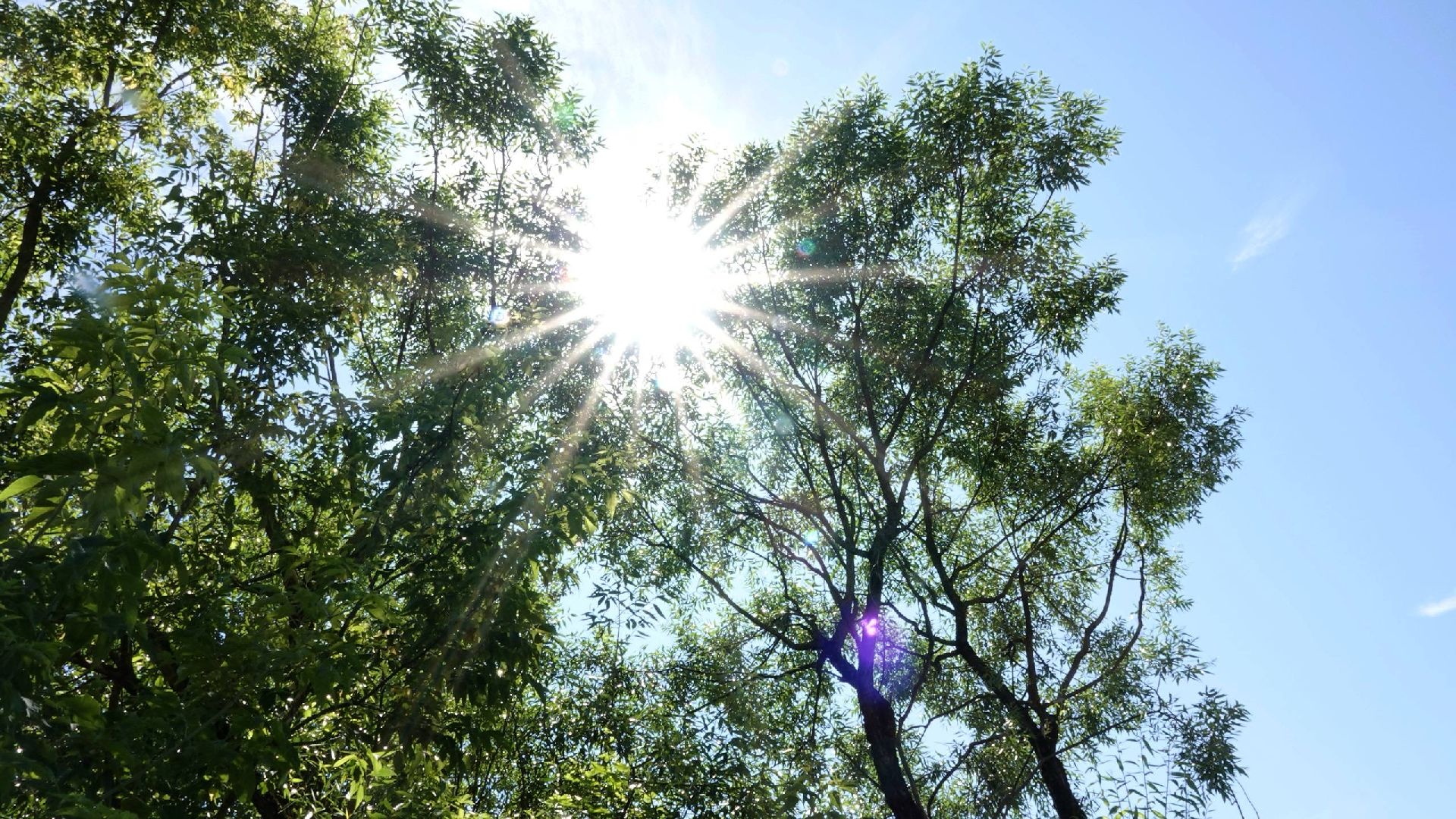 благоустройство, сергиев посад, сергиево-посадский городской округ, природа,