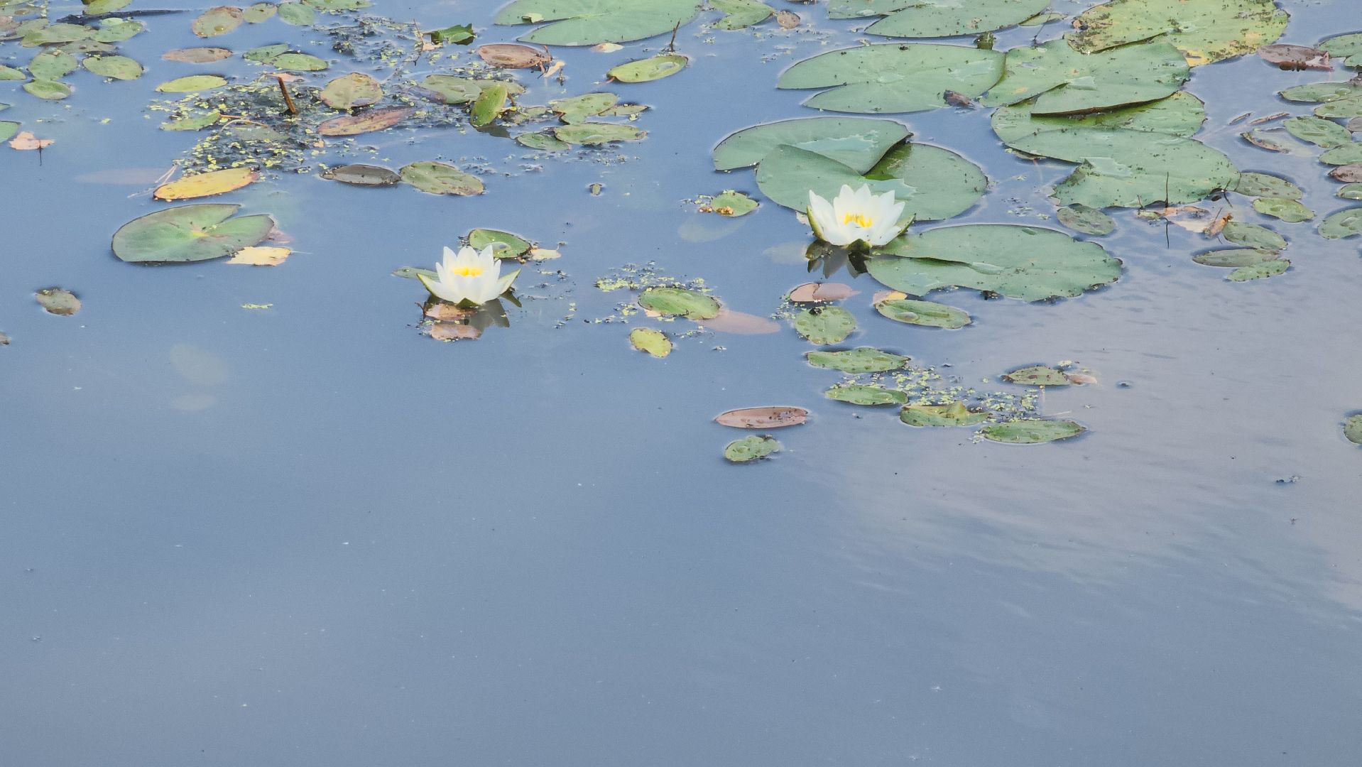 благоустройство 2025, парковский лес, орехово-зуево,