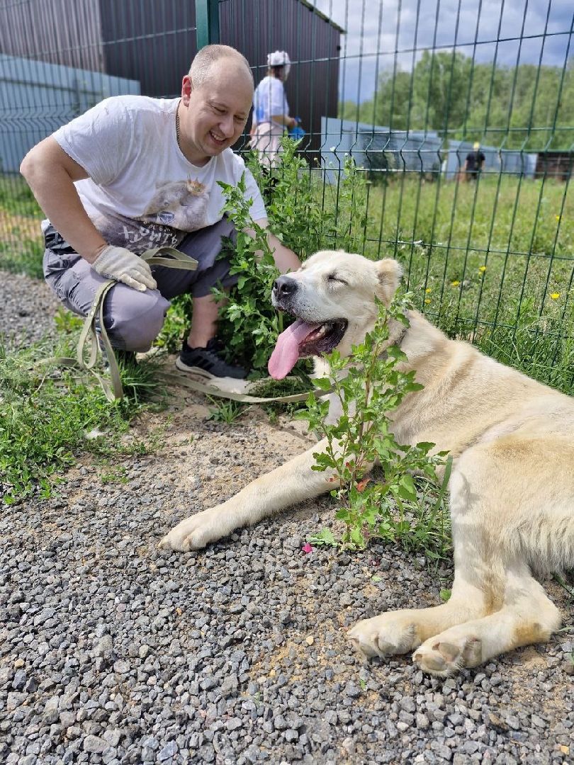 рахманово, пушкинский округ, приют для бездомных животных, активное долголетие, волонтеры, приют для собак,помощь жителям,вертикалки,