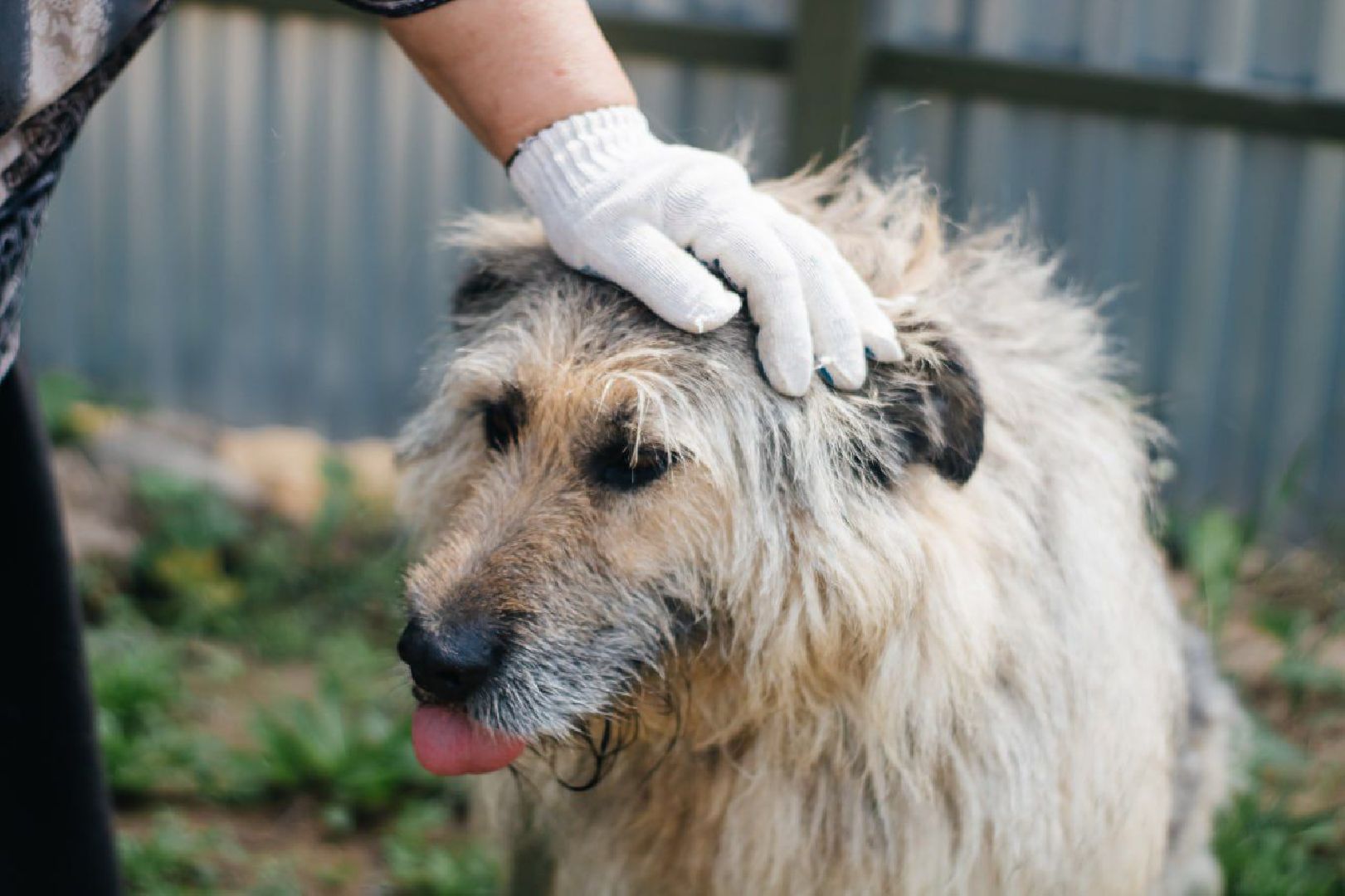 рахманово, пушкинский округ, приют для бездомных животных, активное долголетие, волонтеры, приют для собак,помощь жителям,вертикалки,