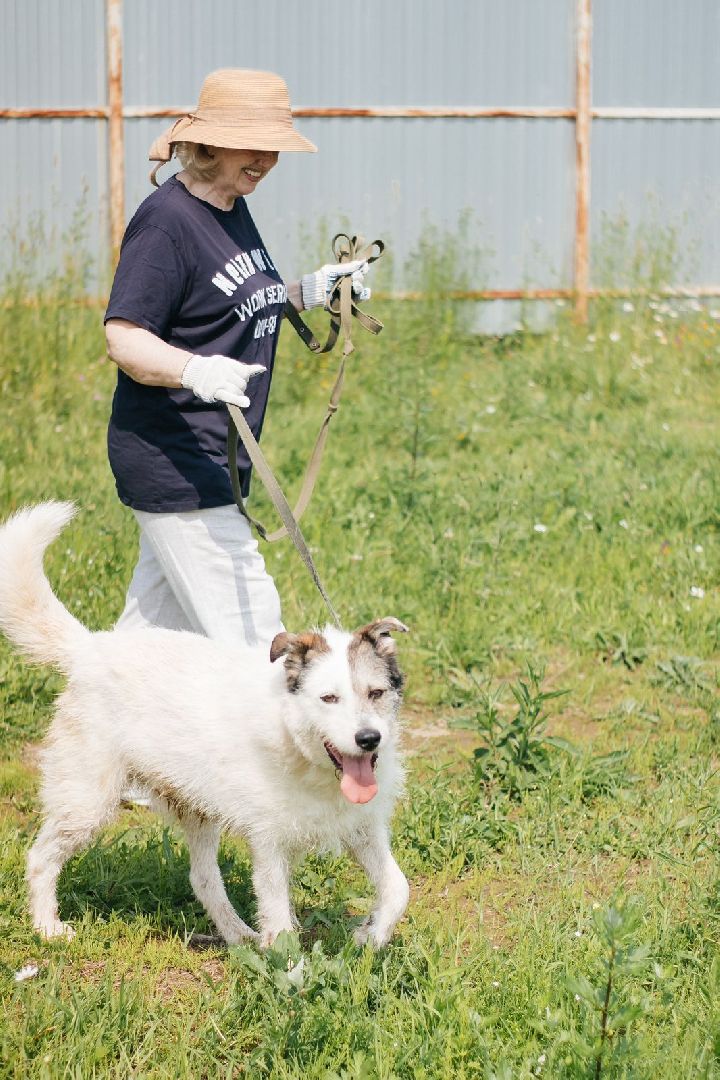 рахманово, пушкинский округ, приют для бездомных животных, активное долголетие, волонтеры, приют для собак,помощь жителям,вертикалки,
