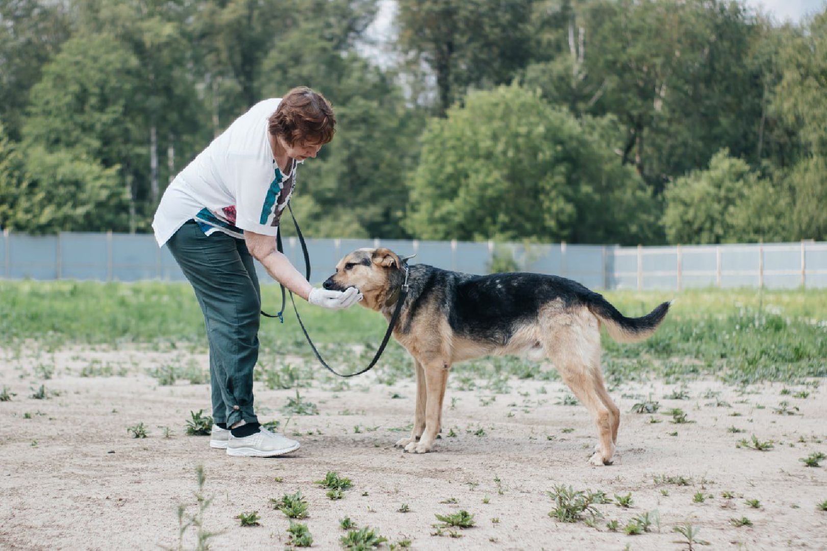 рахманово, пушкинский округ, приют для бездомных животных, активное долголетие, волонтеры, приют для собак,помощь жителям,вертикалки,