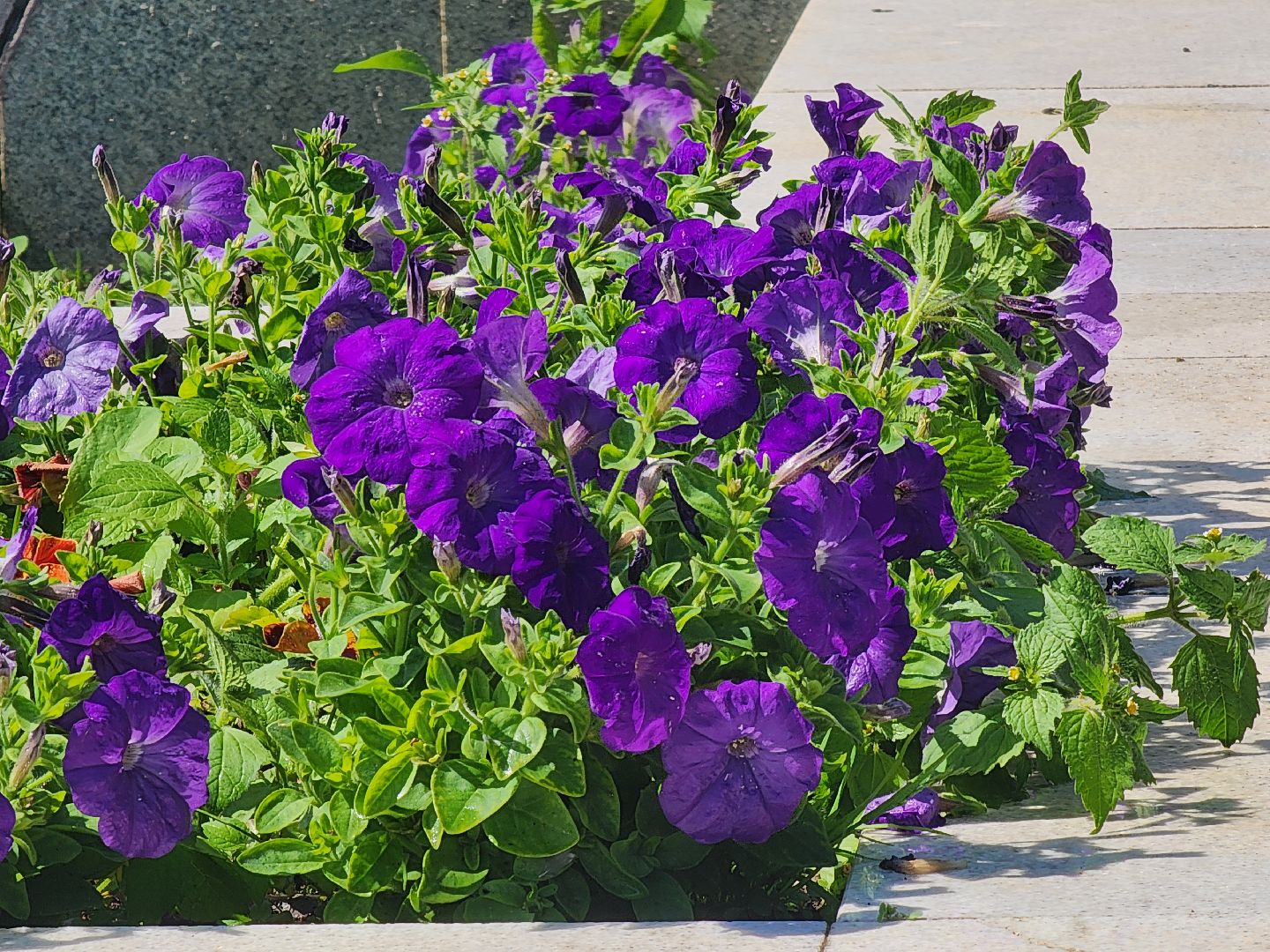 красноармейск, городской округ пушкинский, поливальная машина, жара, клумбы,