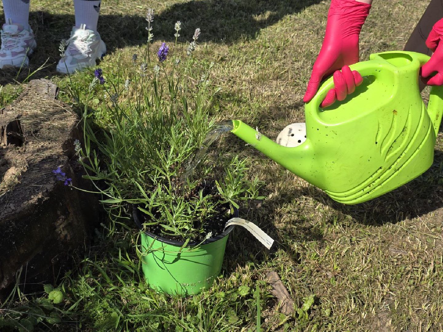 можайск, можайский муниципальный округ, подмосковье, аптекарский огород, дети, юные натуралисты, лесничие,