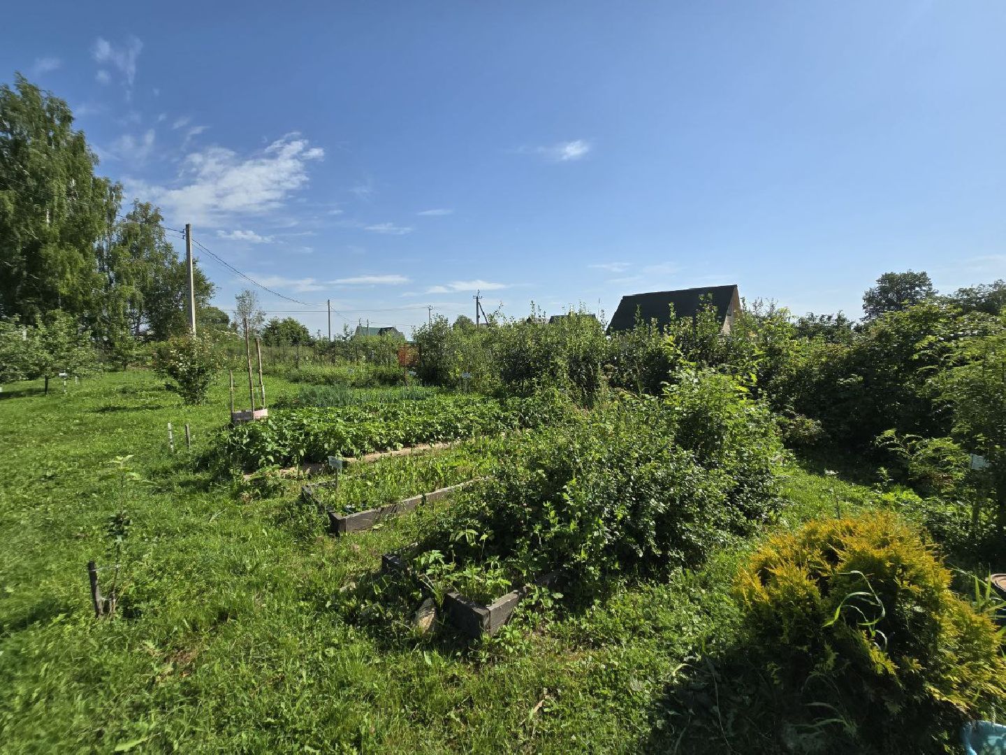 можайск, можайский муниципальный округ, подмосковье, аптекарский огород, дети, юные натуралисты, лесничие,