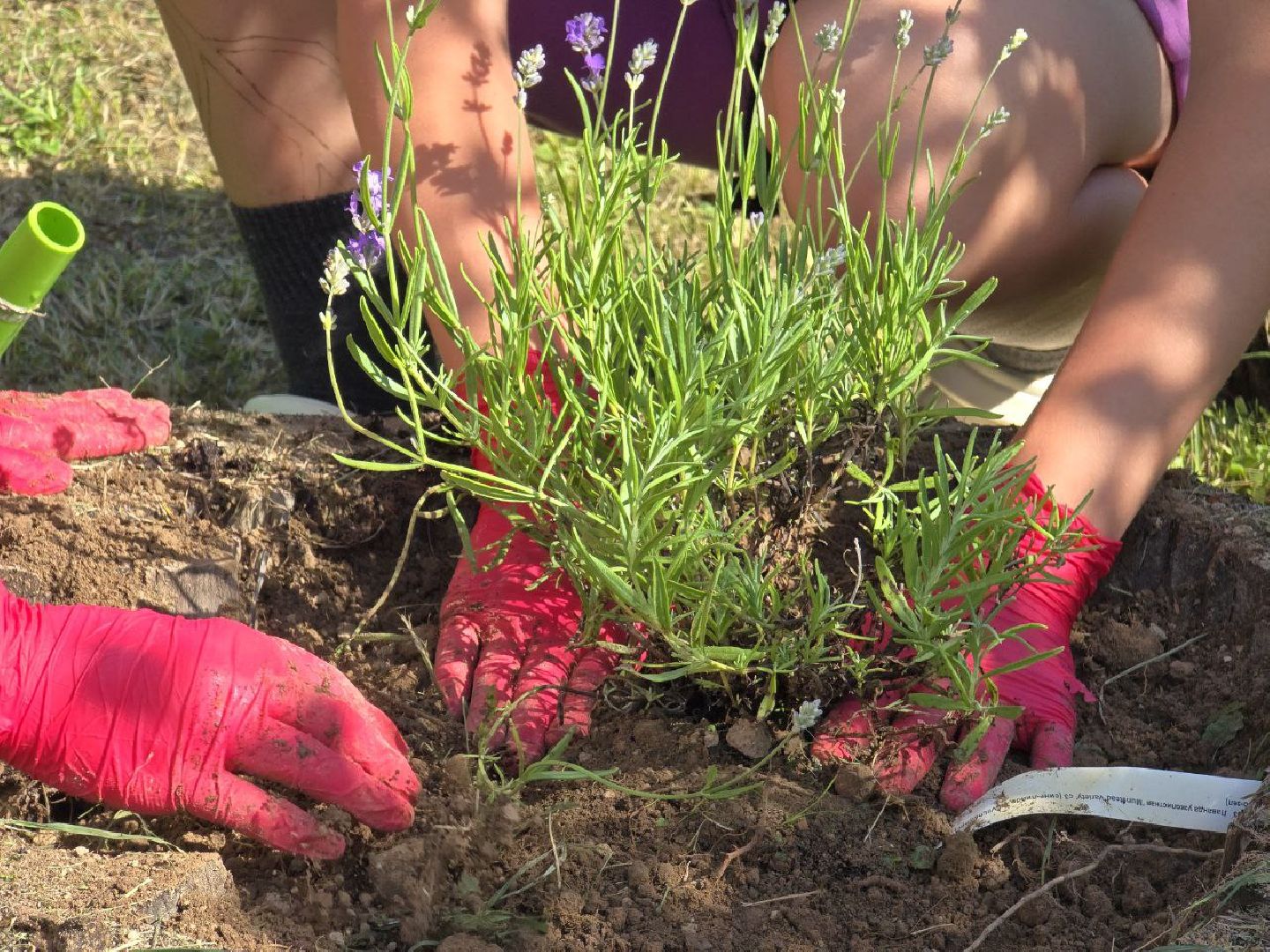 можайск, можайский муниципальный округ, подмосковье, аптекарский огород, дети, юные натуралисты, лесничие,