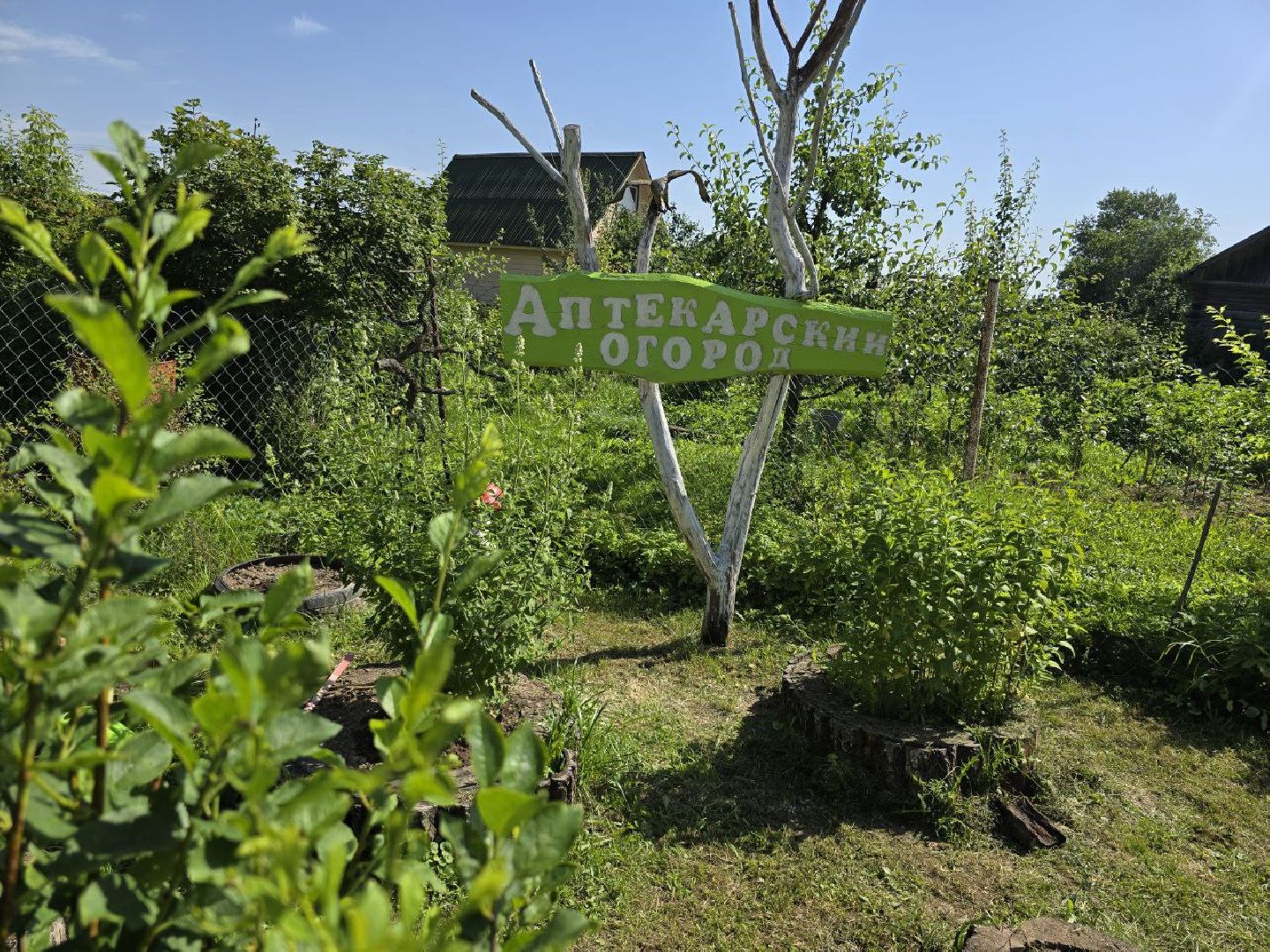 можайск, можайский муниципальный округ, подмосковье, аптекарский огород, дети, юные натуралисты, лесничие,