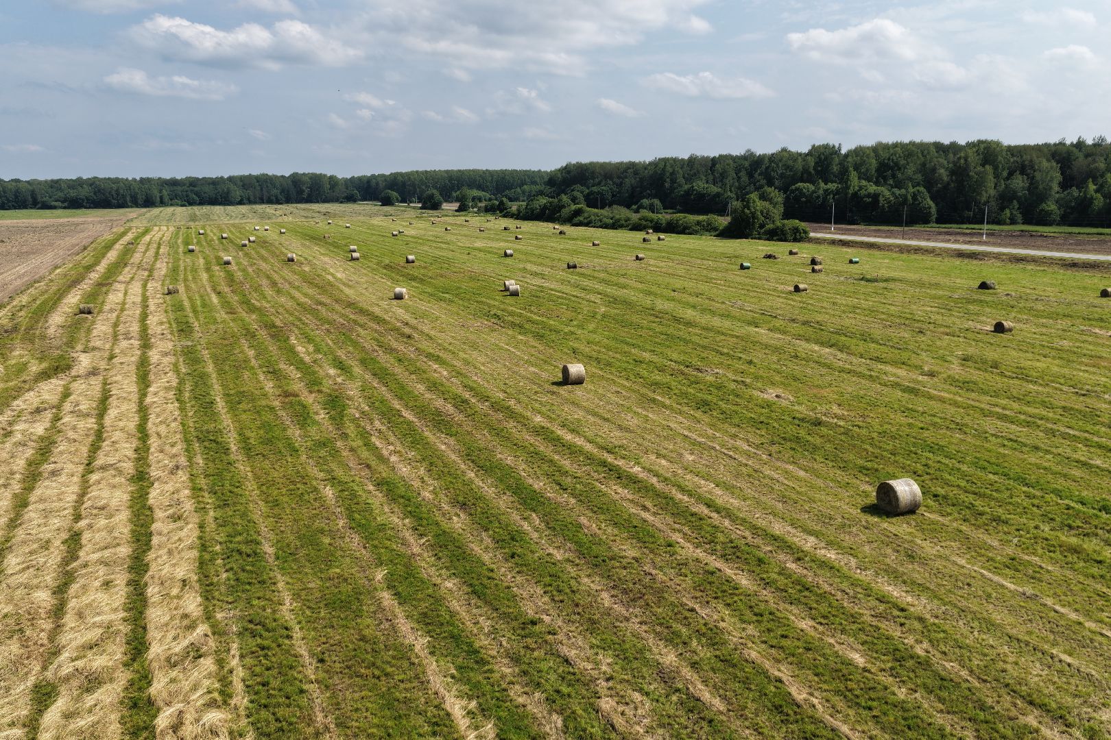 видео с коптера, животноводческое хозяйство, животноводство в подмосковье,