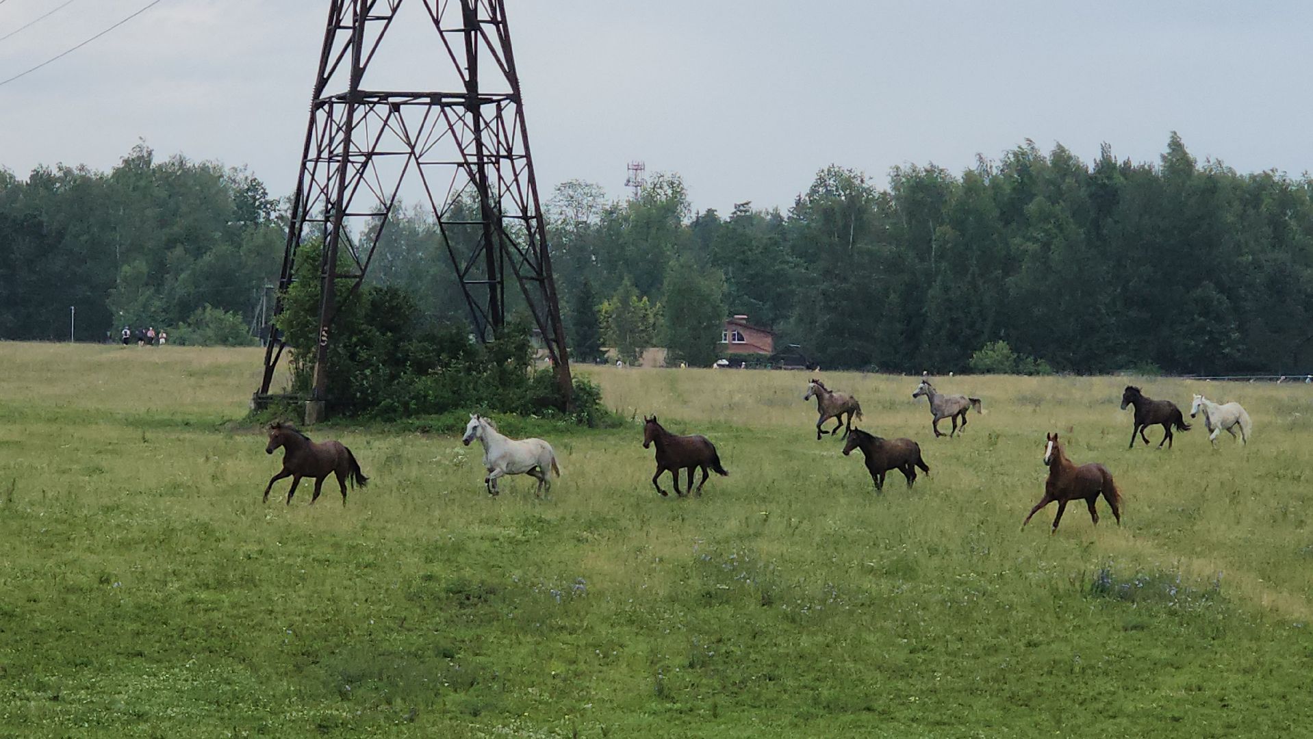 Истра, Спорт, Сырный трейл, Забег,