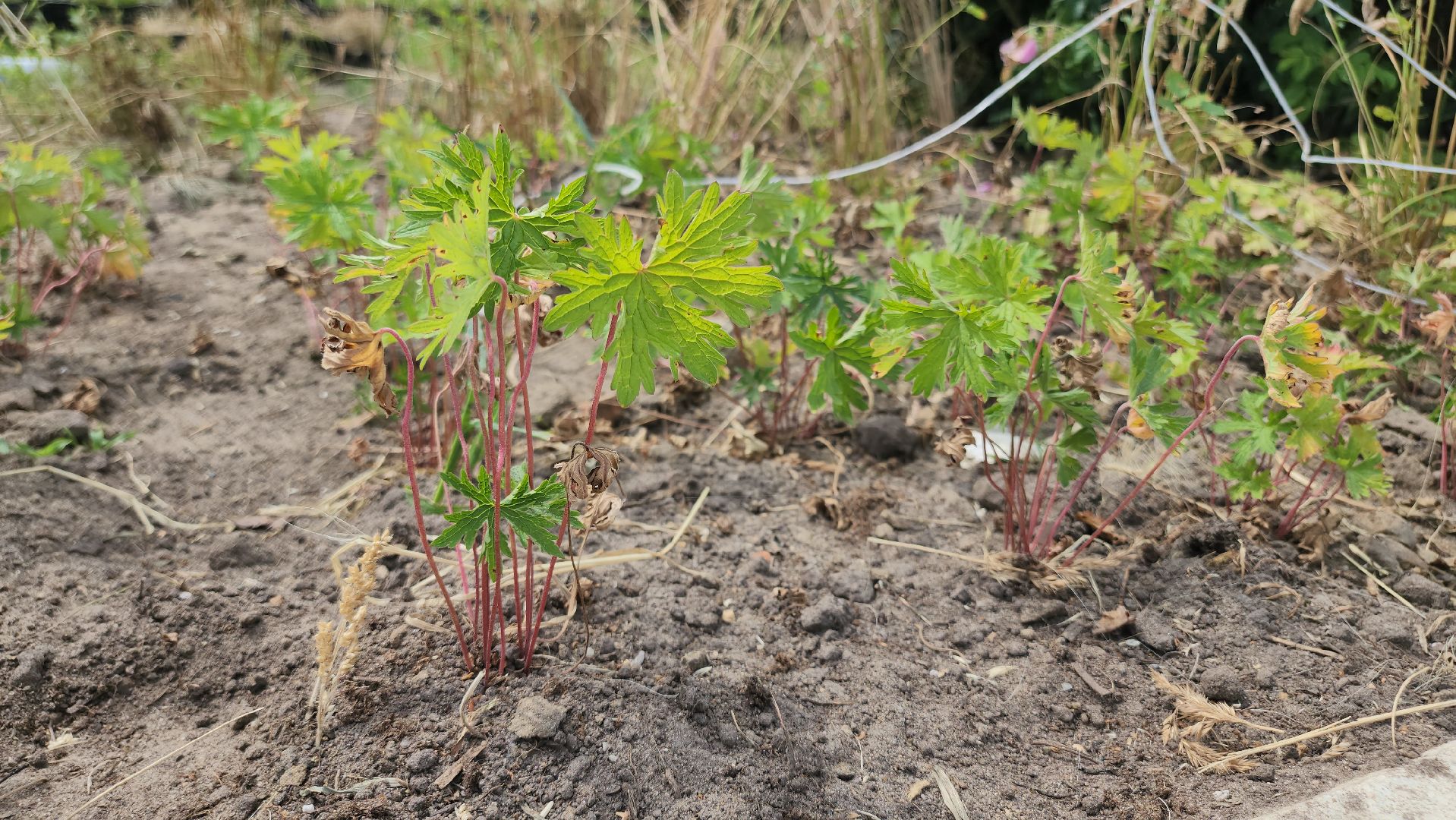 Егорьевск , Подмосковье , Московская область ,