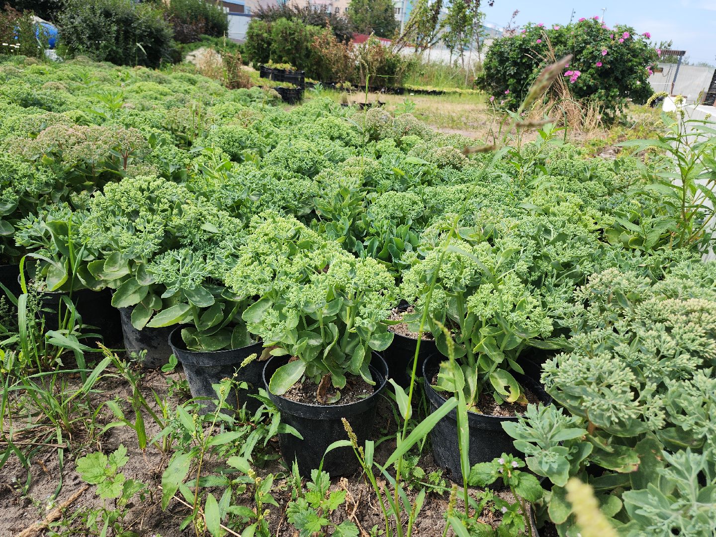 Егорьевск , Подмосковье , Московская область ,