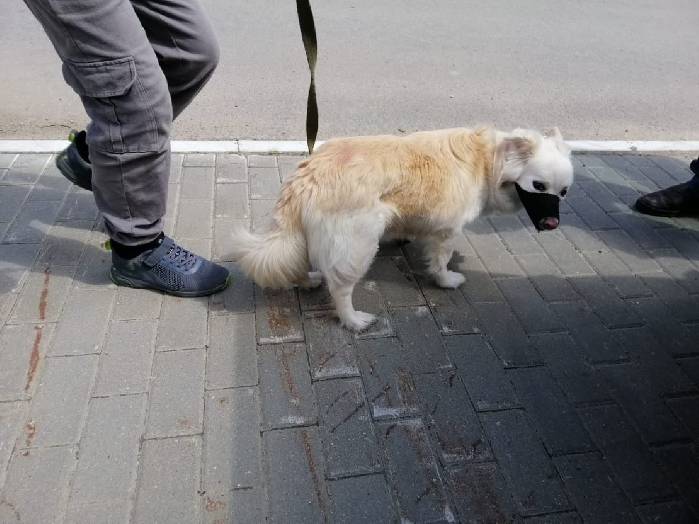 городской округ восход, вакцинация животных, вакцинация от бешенства,