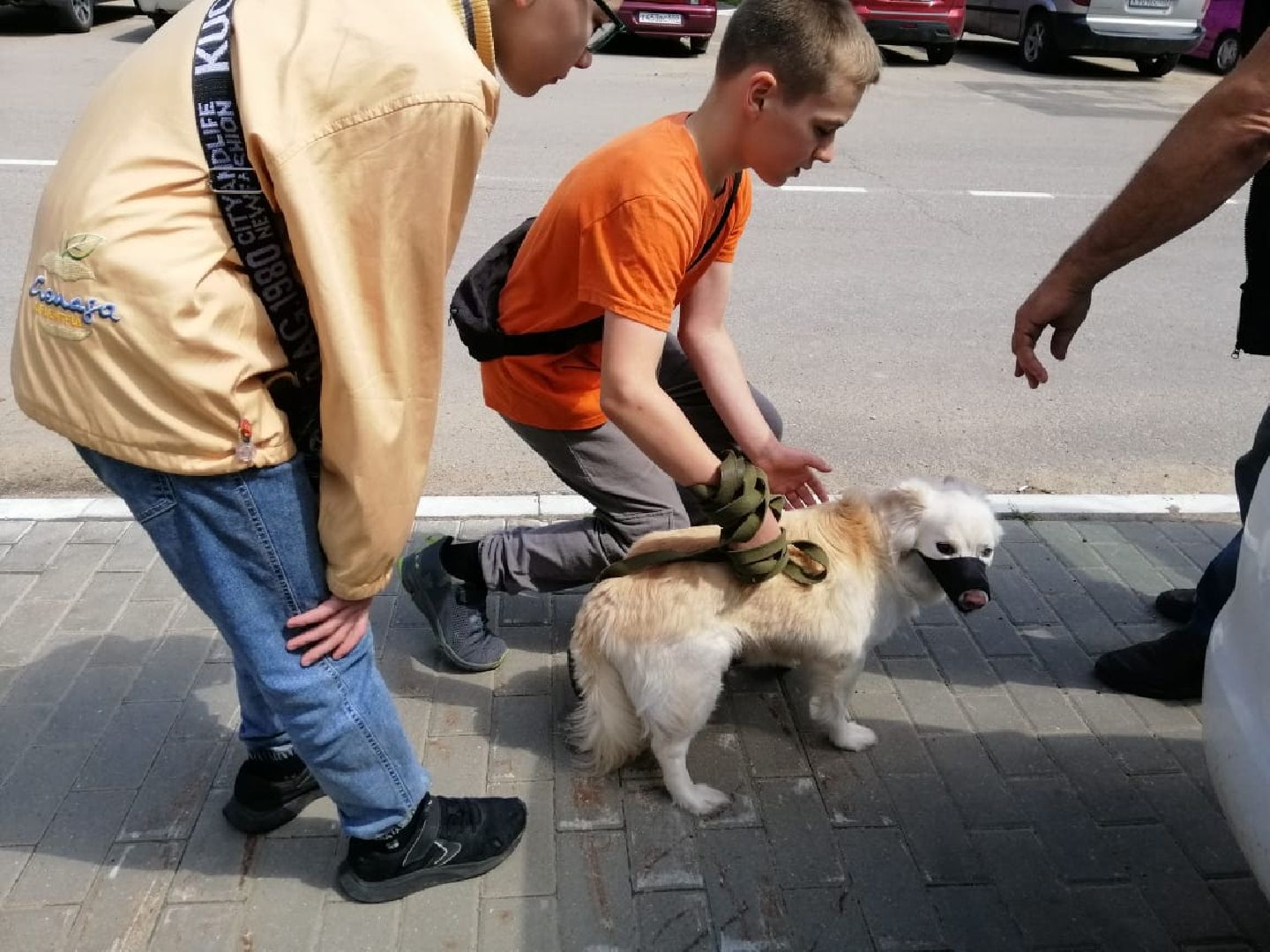 городской округ восход, вакцинация животных, вакцинация от бешенства,