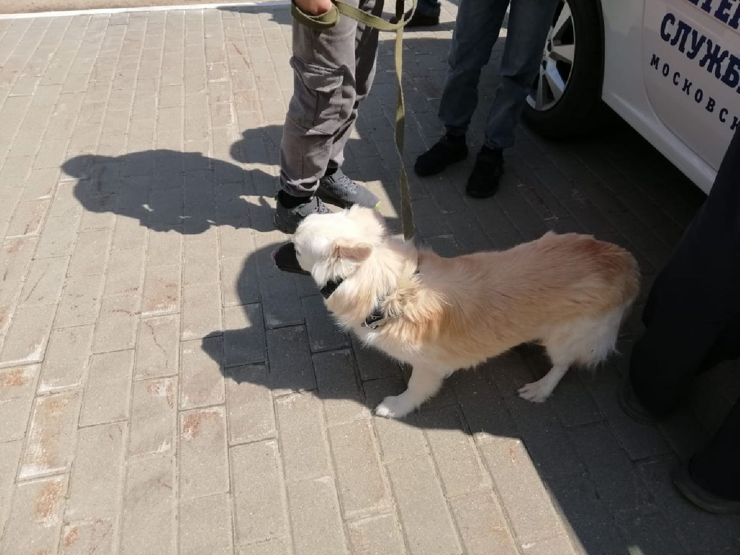 городской округ восход, вакцинация животных, вакцинация от бешенства,