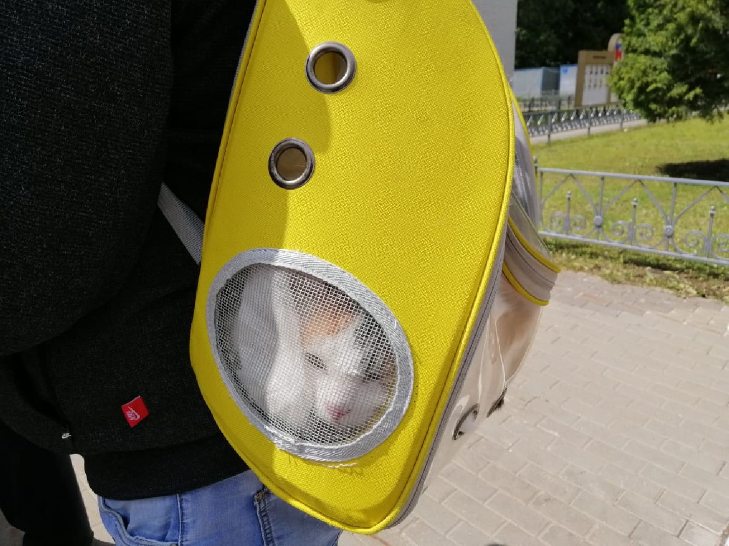 городской округ восход, вакцинация животных, вакцинация от бешенства,