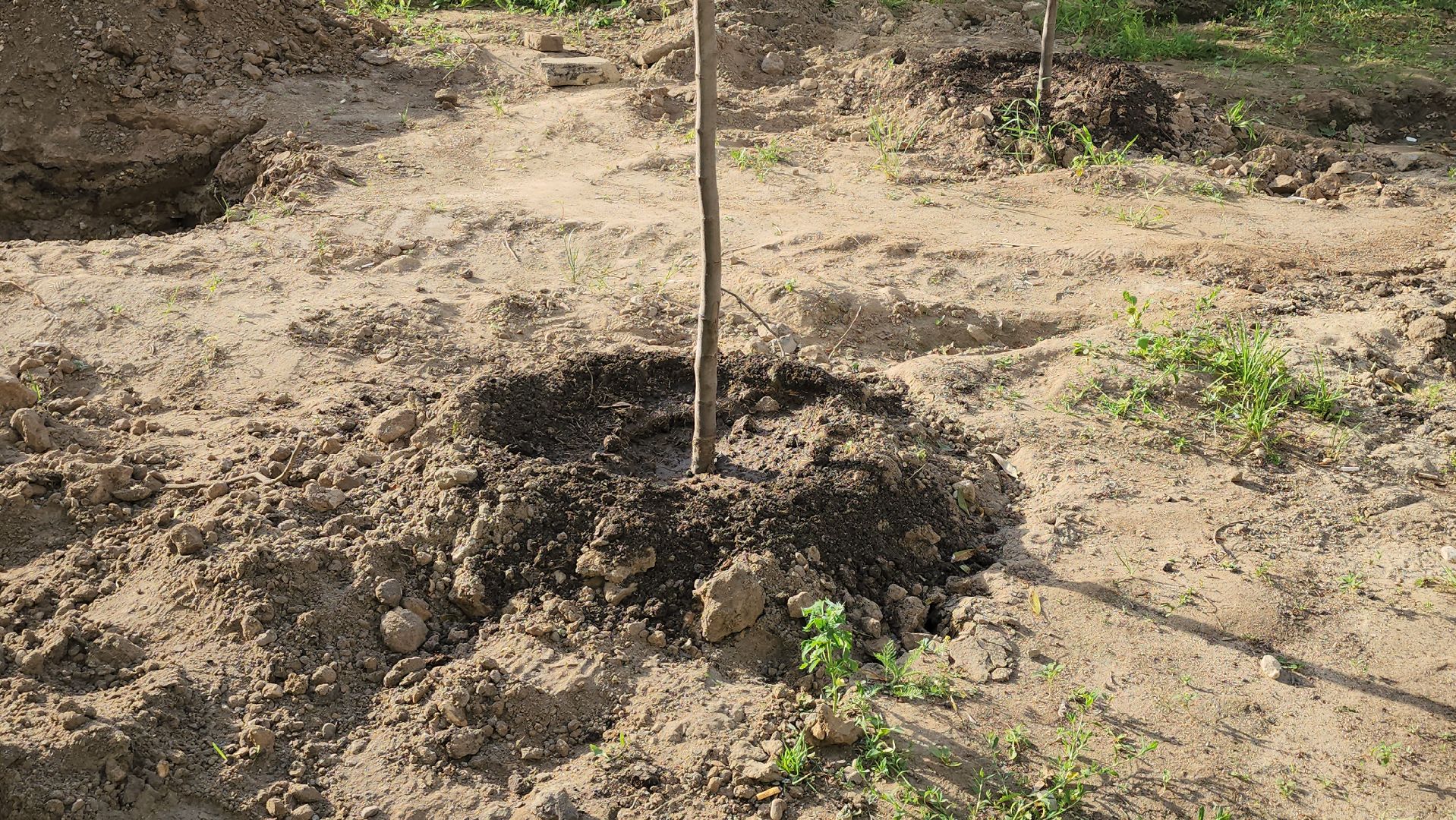 щёлково, сквер вдоль пролетарского проспекта, благоустройство сквера,