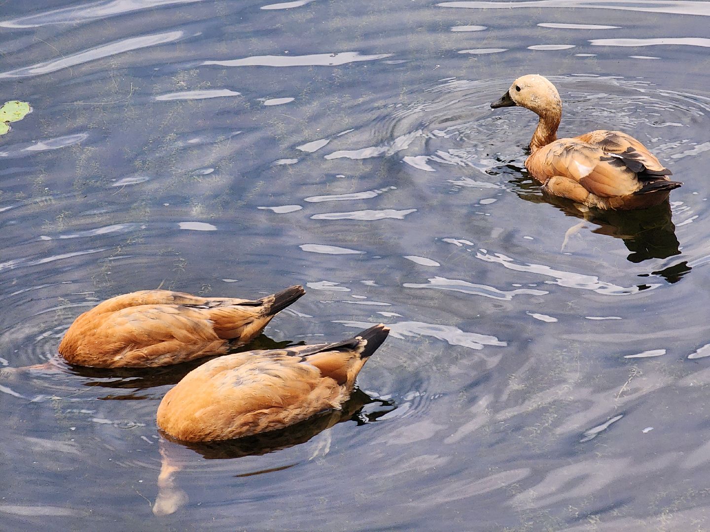 королёв, благоустройство , сквер героев курсантов,