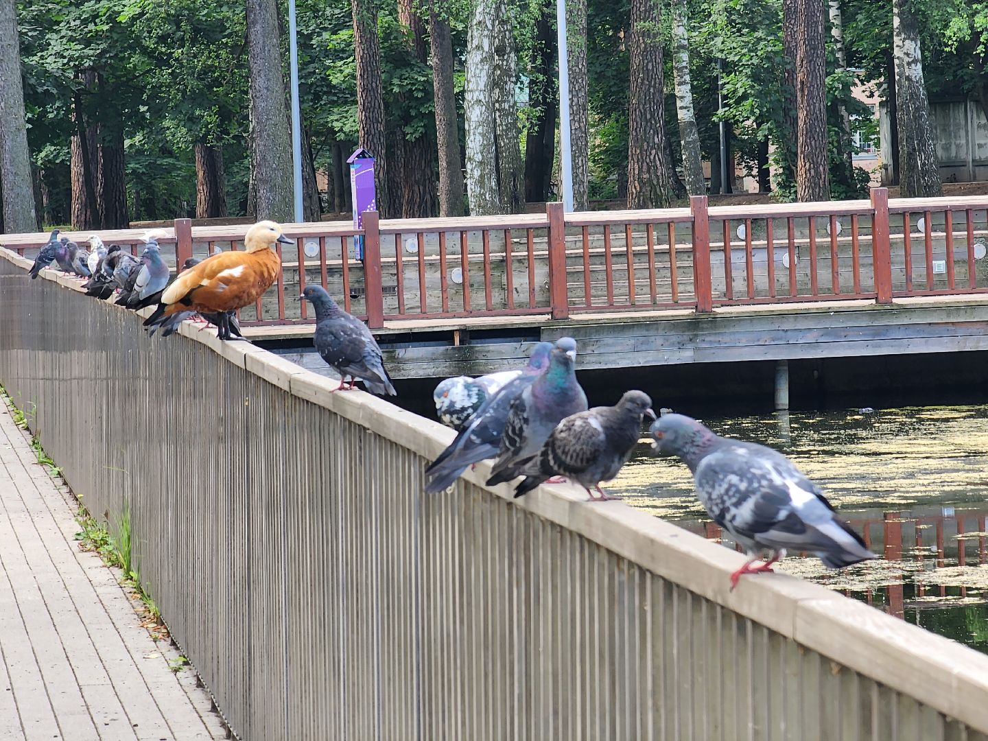 королёв, благоустройство , сквер героев курсантов,