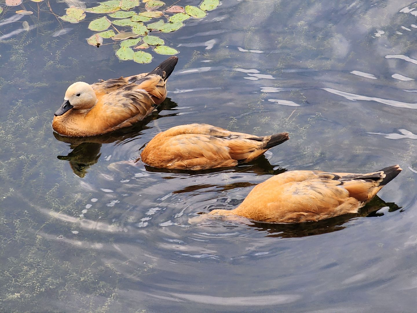 королёв, благоустройство , сквер героев курсантов,