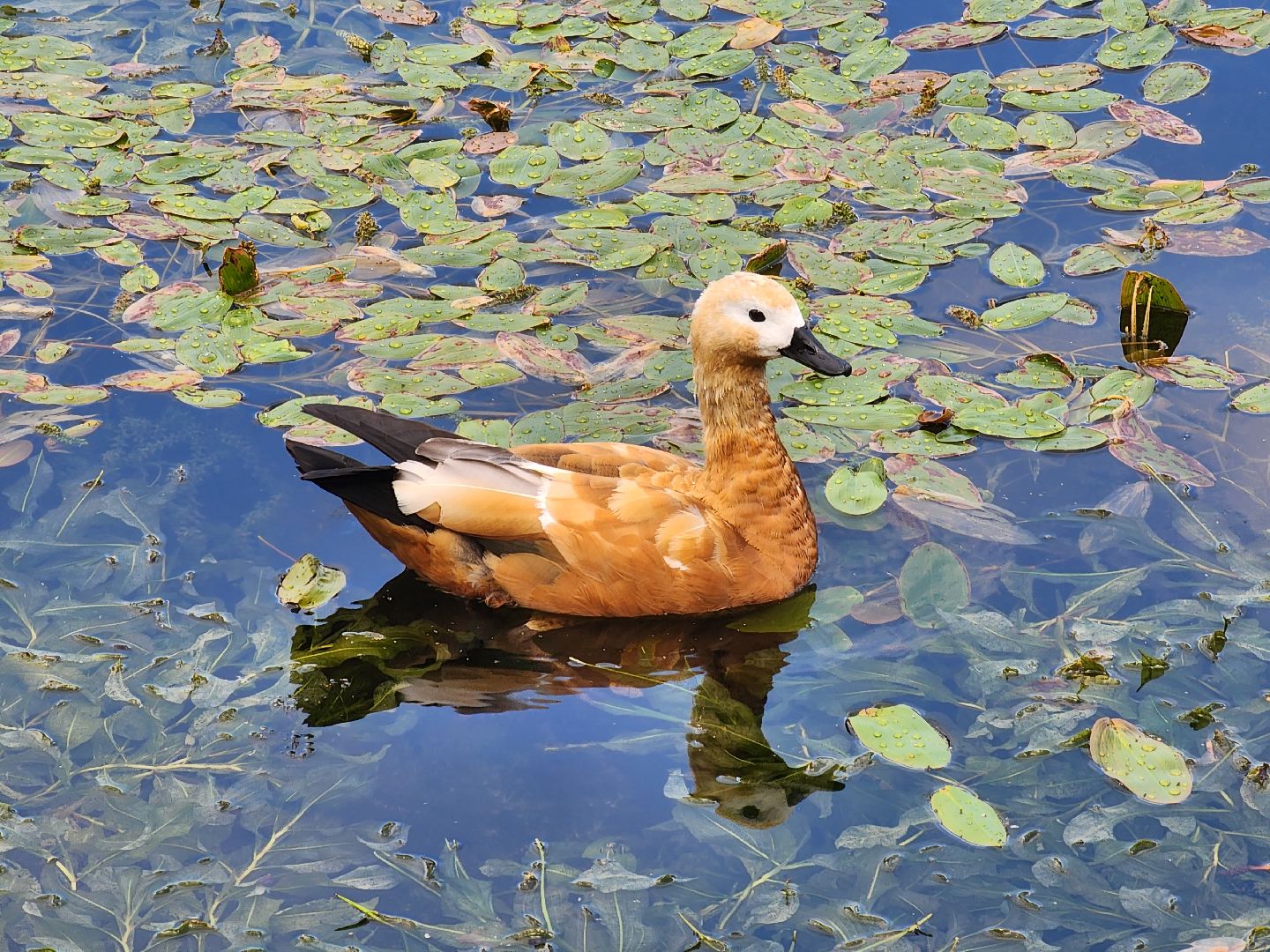 королёв, благоустройство , сквер героев курсантов,