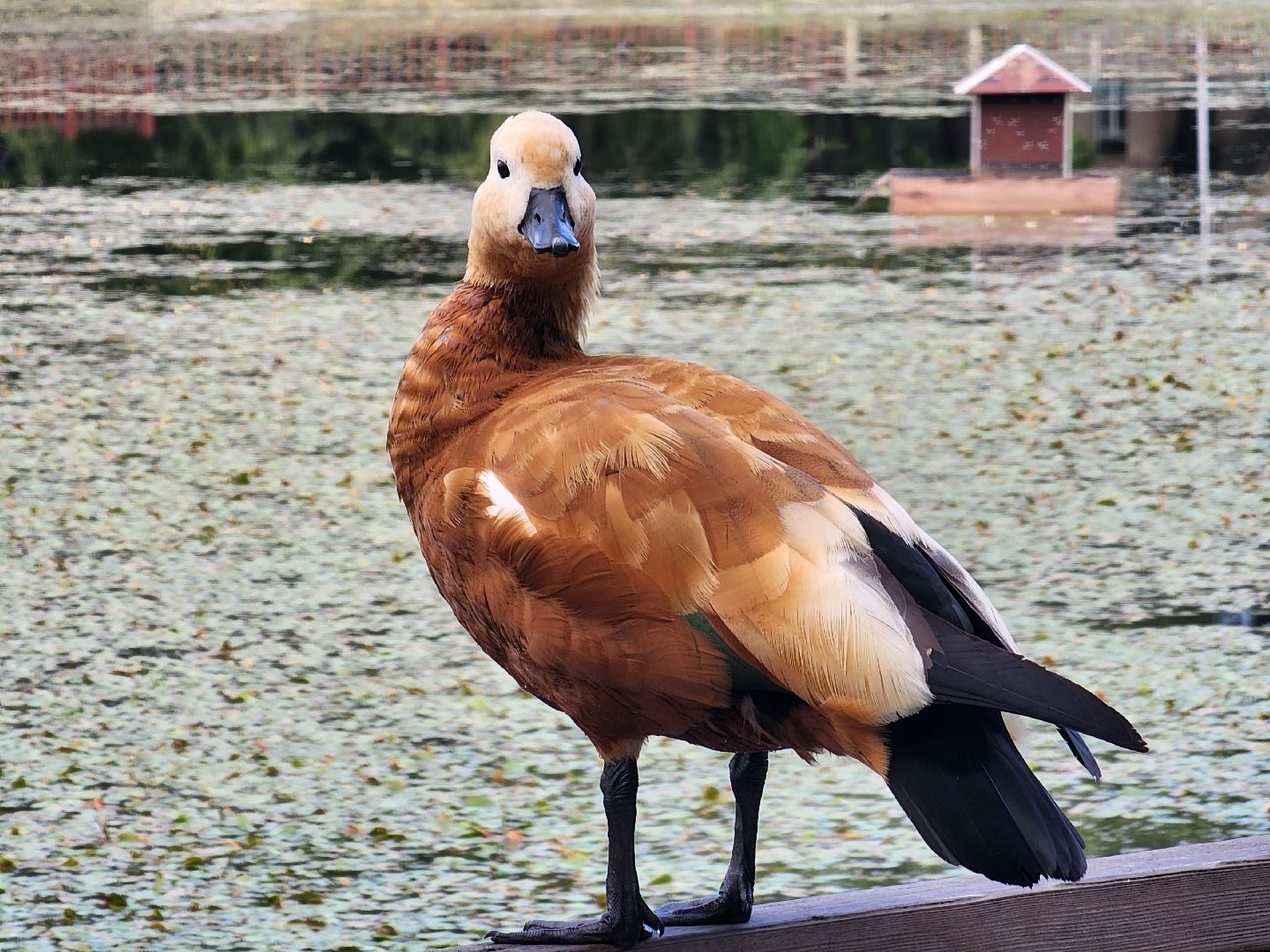 королёв, благоустройство , сквер героев курсантов,