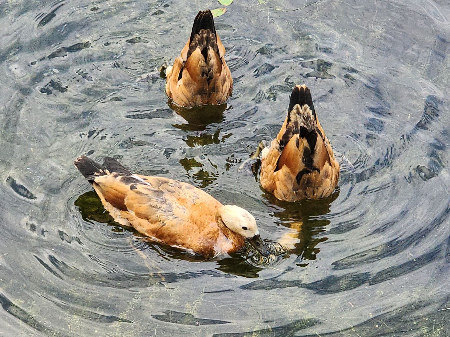 королёв, благоустройство , сквер героев курсантов,