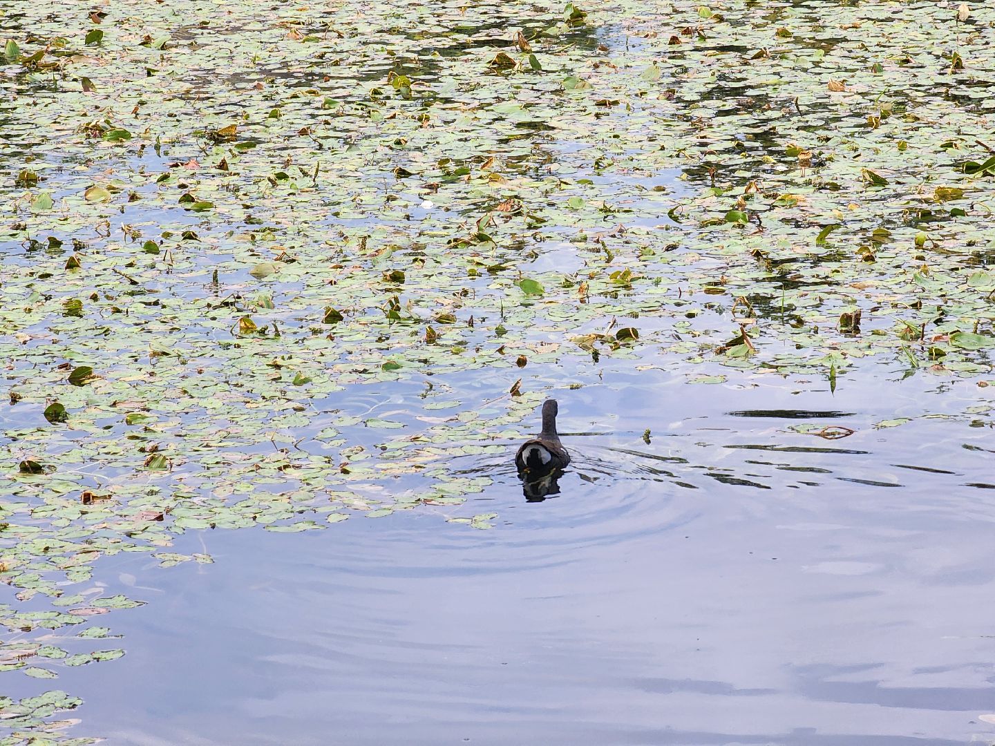 королёв, благоустройство , сквер героев курсантов,
