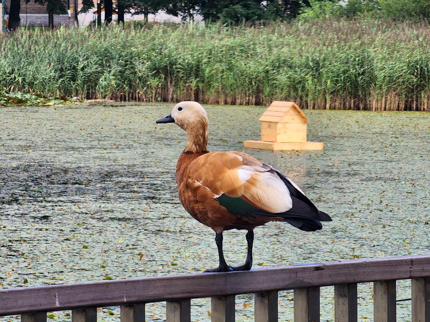 королёв, благоустройство , сквер героев курсантов,