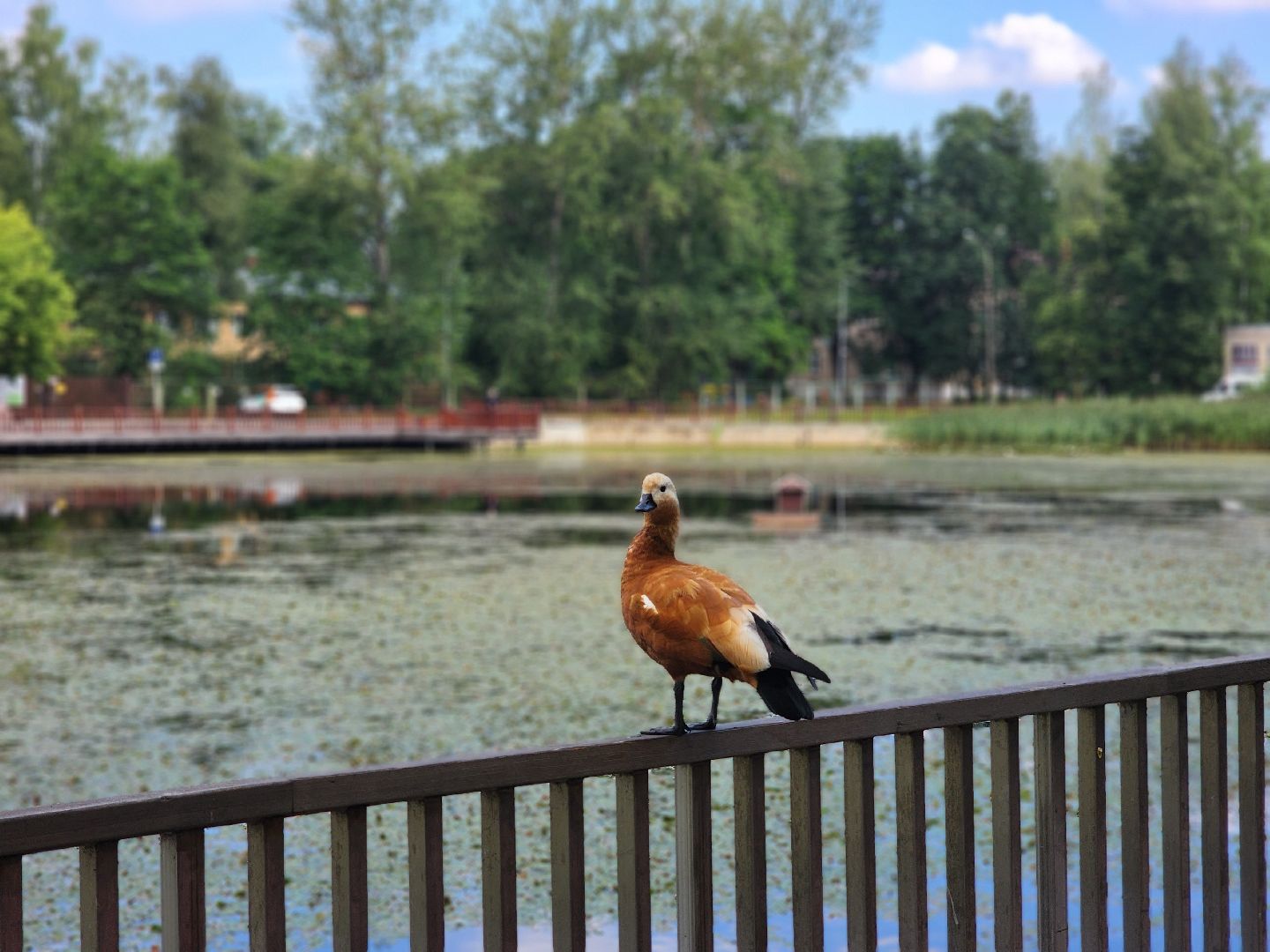 королёв, благоустройство , сквер героев курсантов,