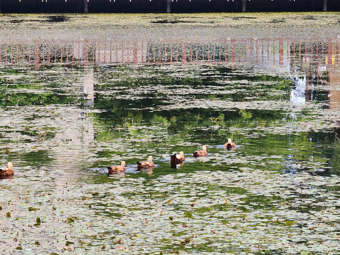 королёв, благоустройство , сквер героев курсантов,