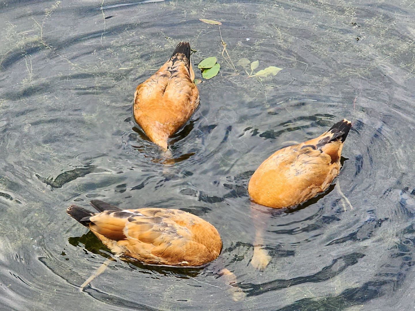 королёв, благоустройство , сквер героев курсантов,